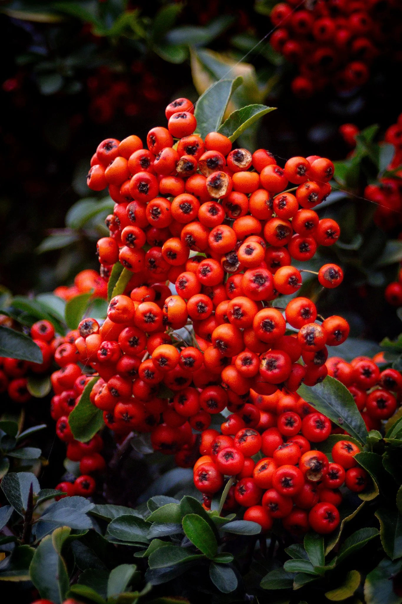 Bunches of bright red berries on a bush with dark green leaves.