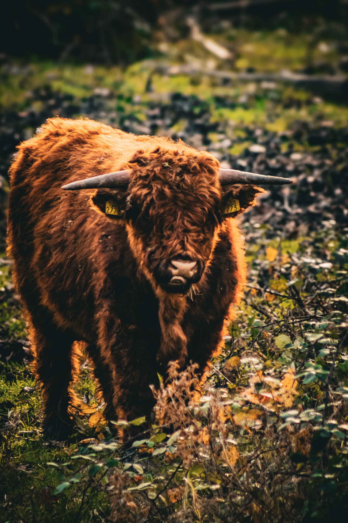 A large, furry, brown bison standing in a grassy field surrounded by plants with a blurred landscape background.