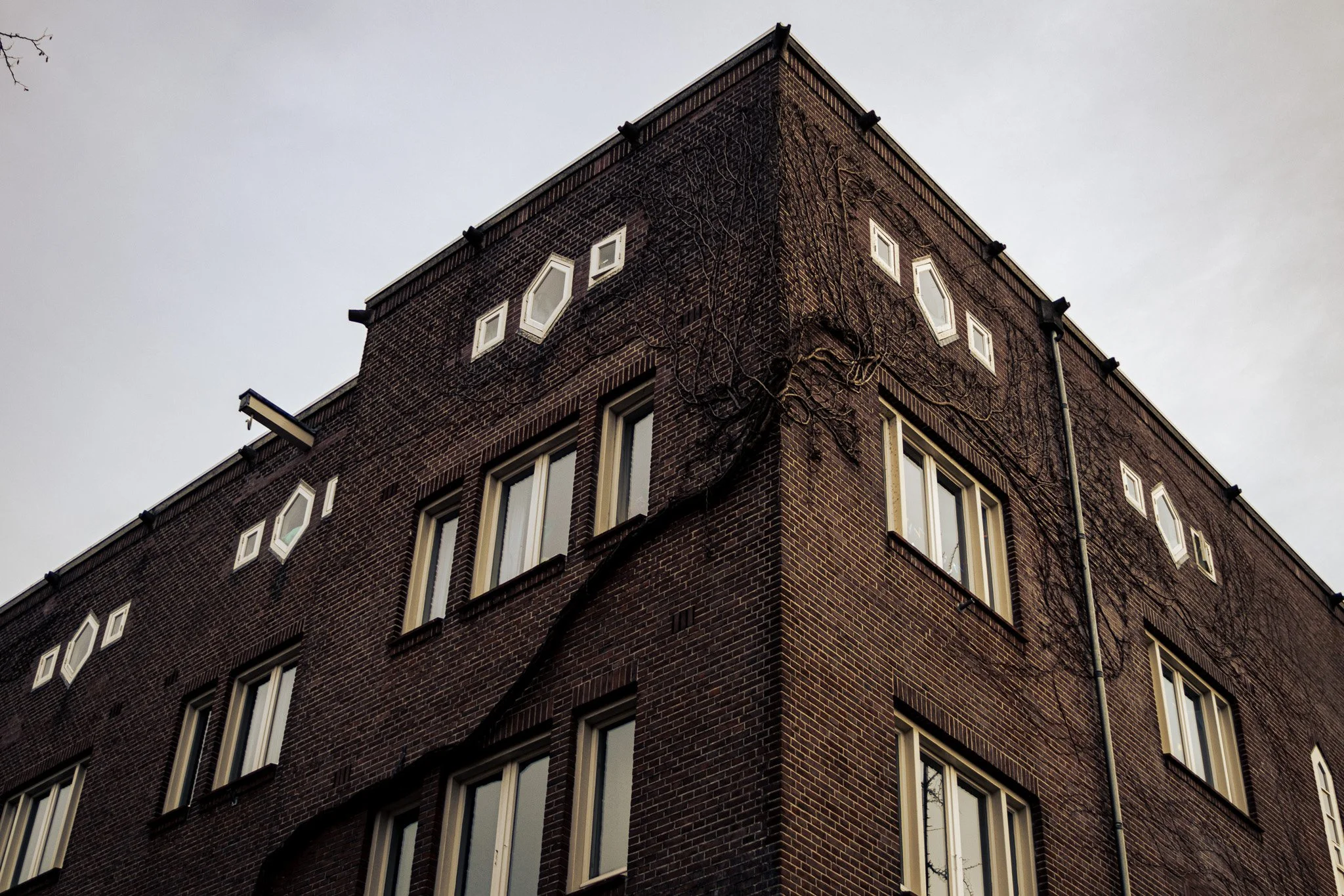 A close-up of a dark brick building with several windows and vines growing on its exterior.