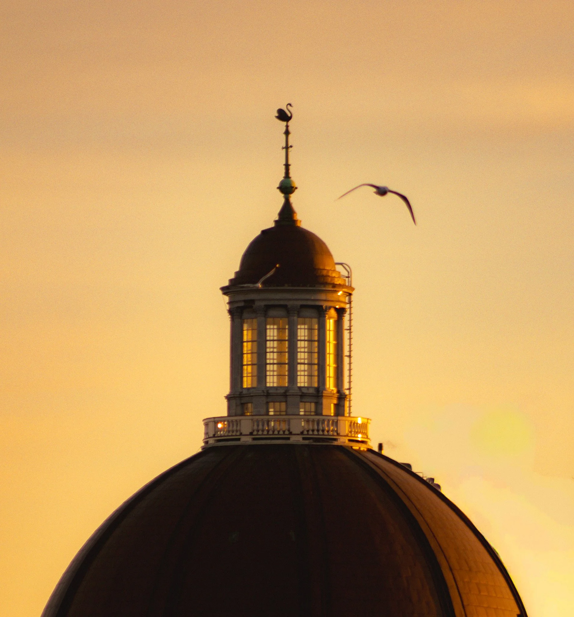 Close-up of a government or capitol building dome during sunset, with a seagull flying nearby.