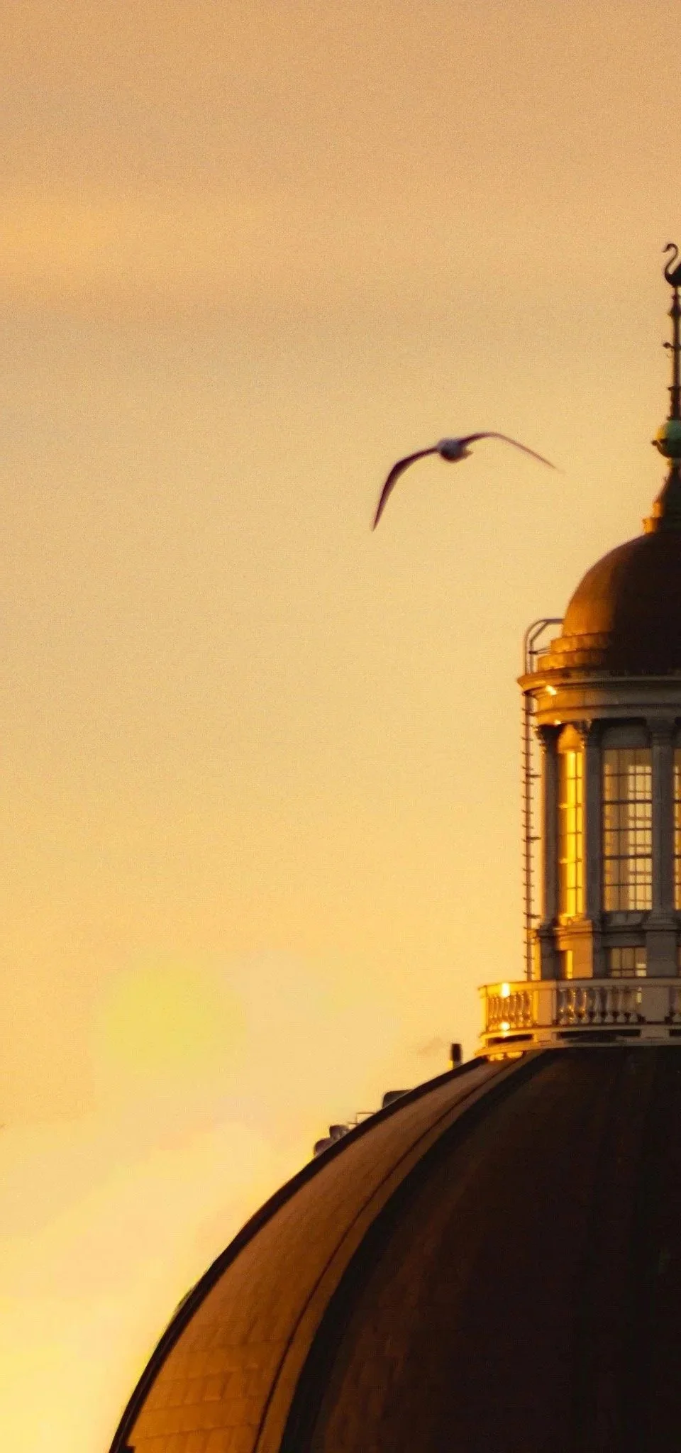 A seagull flying near a domed building with a tower at sunset or sunrise.