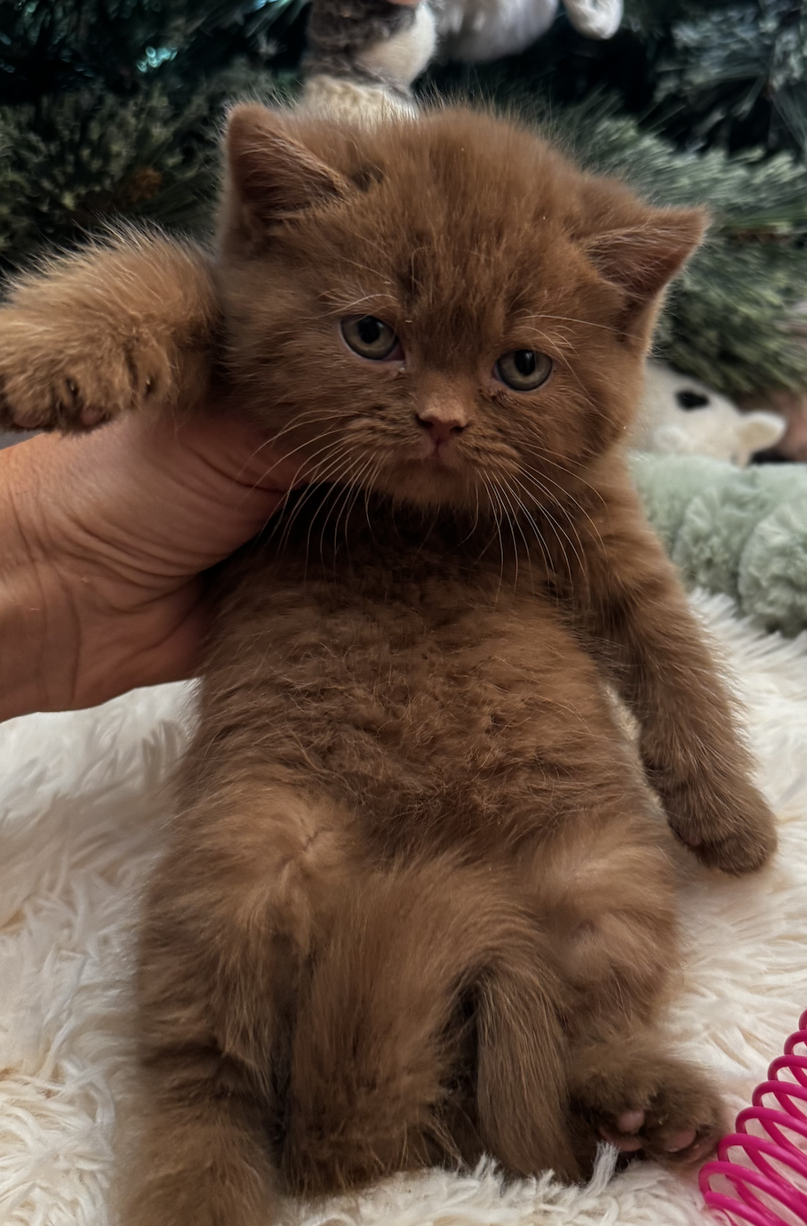 cinnamon british shorthair kitten for sale