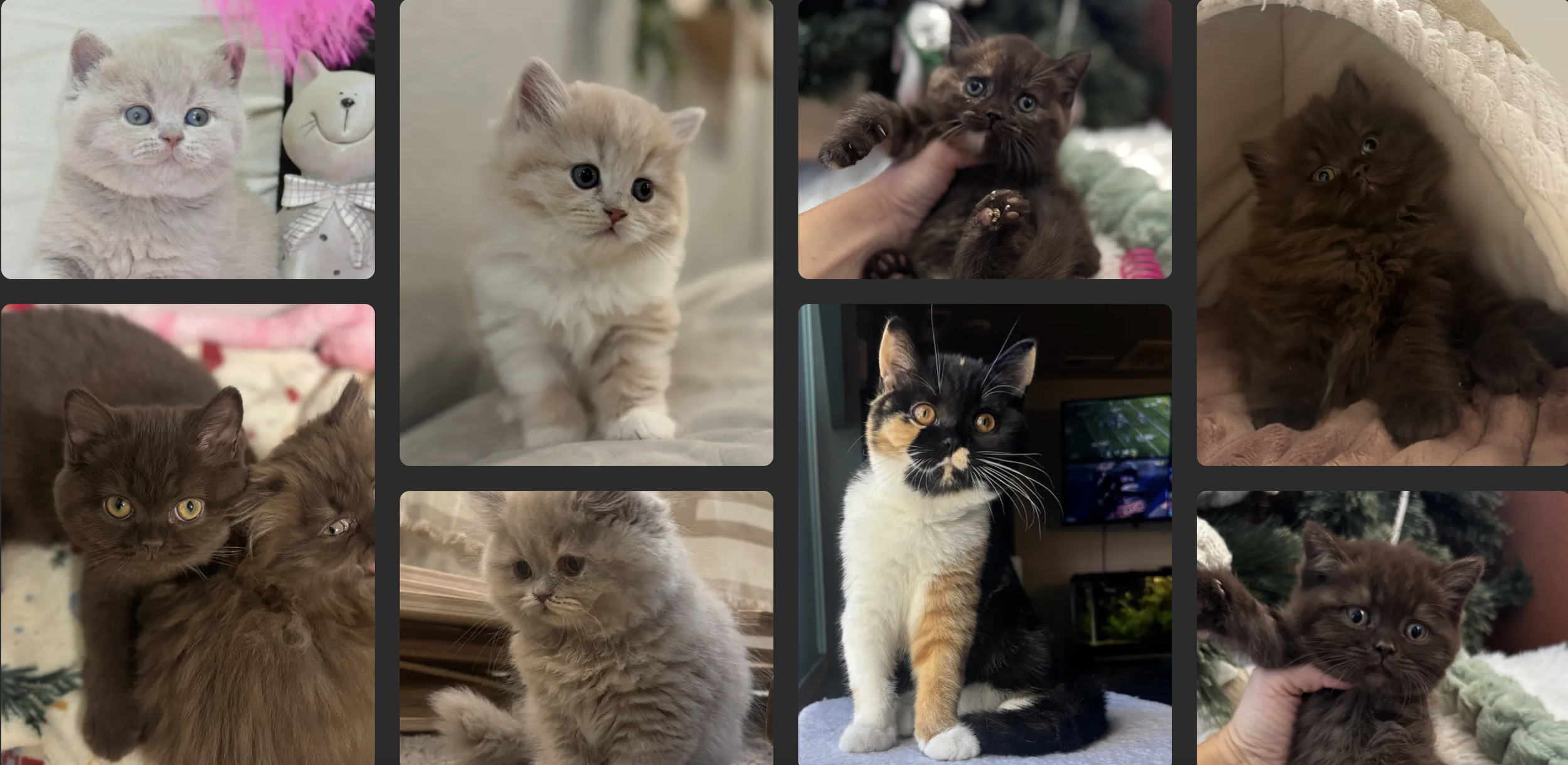 Collection of various kitten photos, including three with fluffy kittens, one with a kitten held in hand, and a cat sitting on a surface, all displaying different fur colors and patterns.