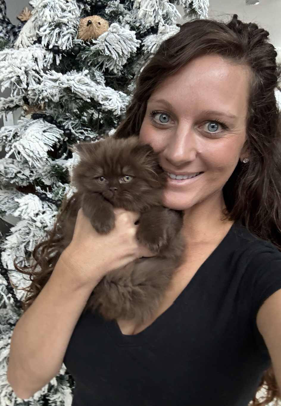 british longhair kitten in colorado