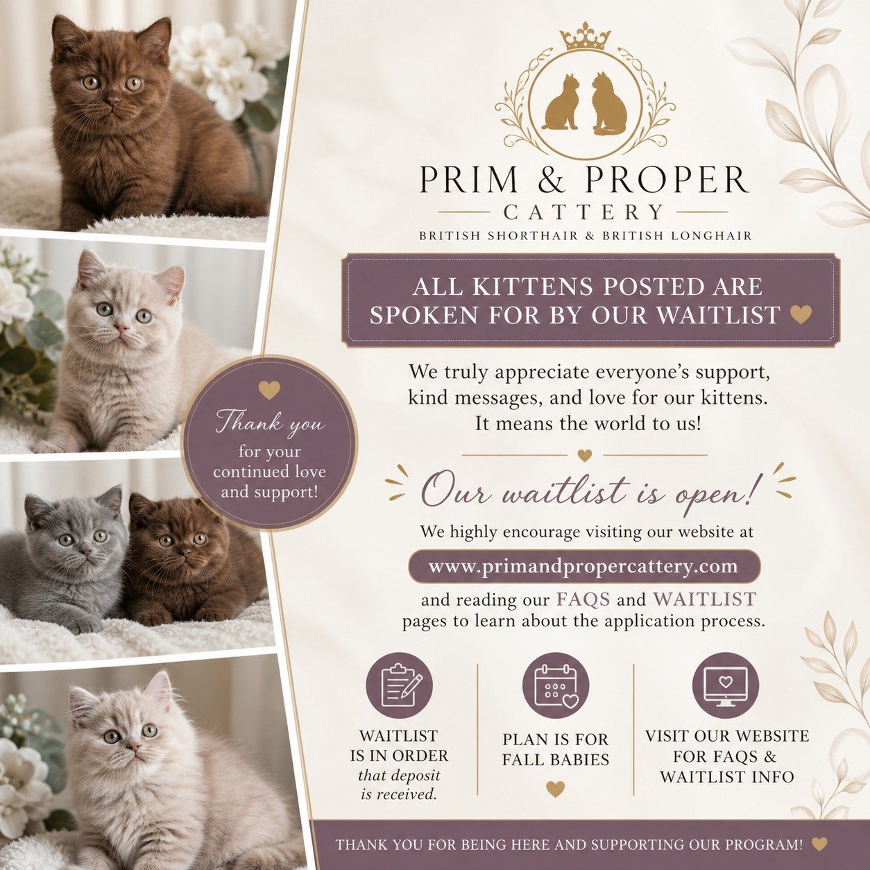 All of the kittens you see here have been spoken for by families on our waitlist 🤍

We are so incredibly grateful for the continued support, kind messages, and love for our British Shorthair and British Longhair babies&mdash;it truly means the world