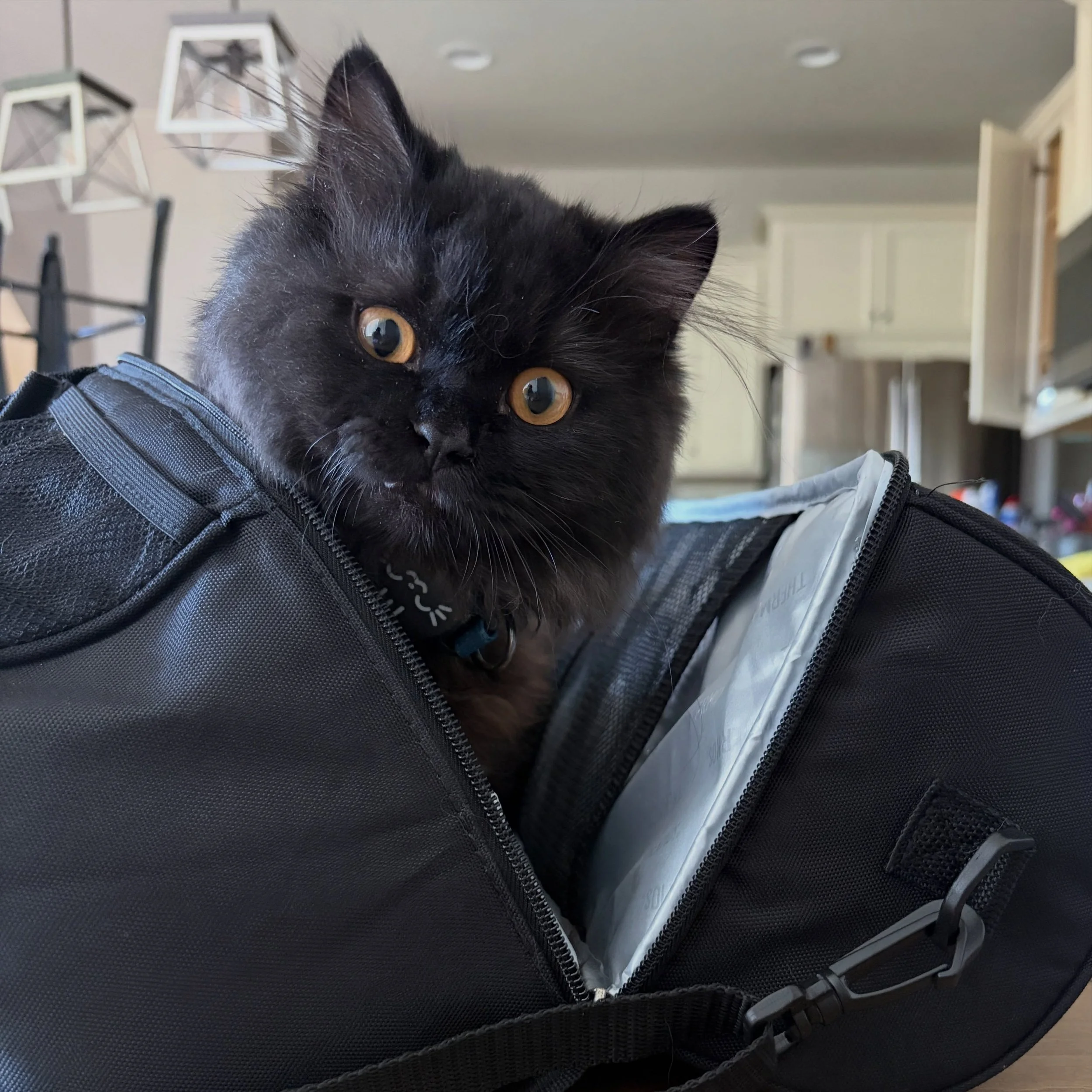 Our fav longhair baby that was soooo hard to let go of this year - just like all of our other babies! We tease that my ultimate favs are always boys and it breaks my heart bc I can&rsquo;t keep boys right now! But, We are so happy he is living his be