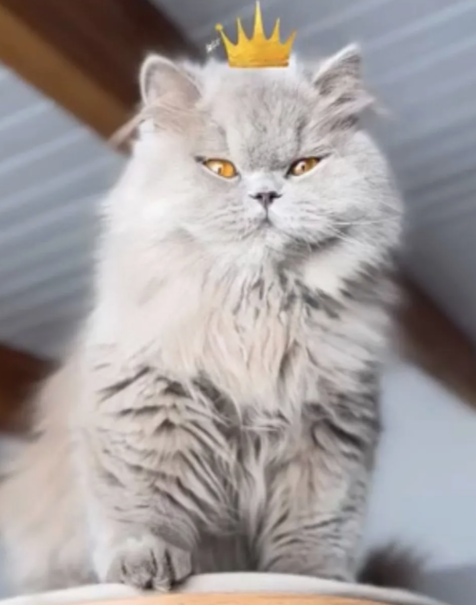 lilac british longhair cat in colorado cattery