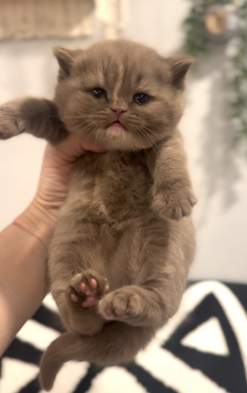 cinnamon british shorthair kitten
