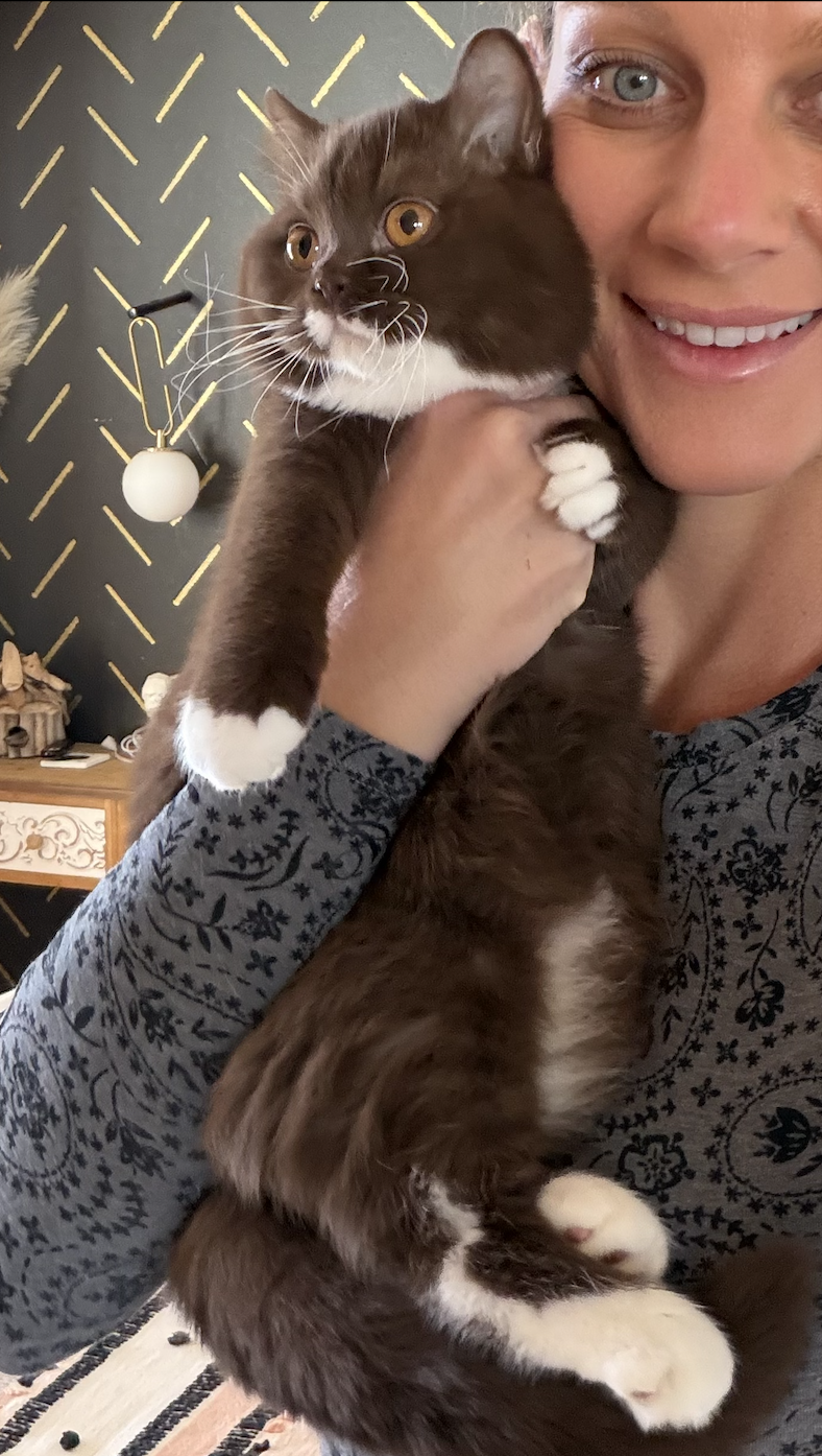 chocolate and white or chocolate bicolor BSH kitten in colorado