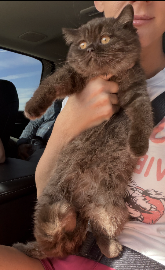 british shorthair chocolate kitten in colorado