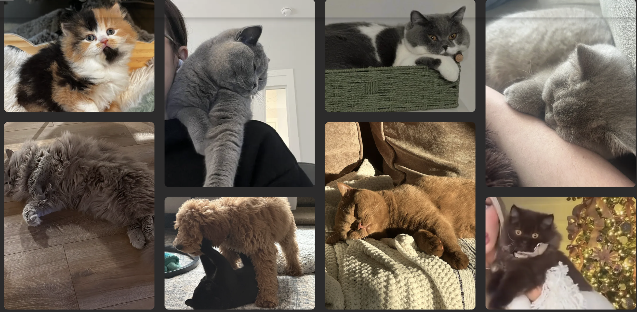 Collage of adorable cats and kittens resting and sleeping in various cozy spots.