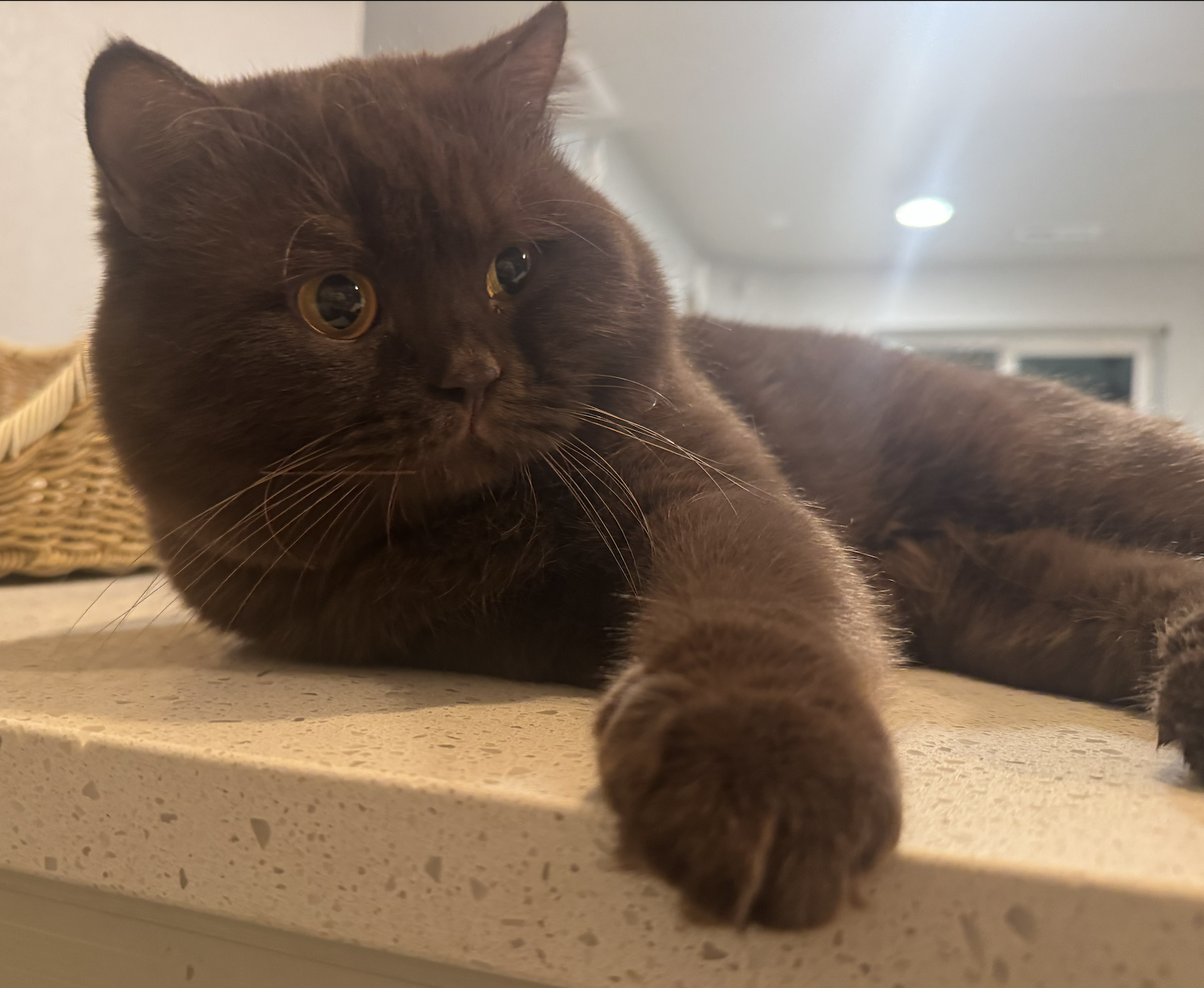 healthy TICA chocolate british shorthair