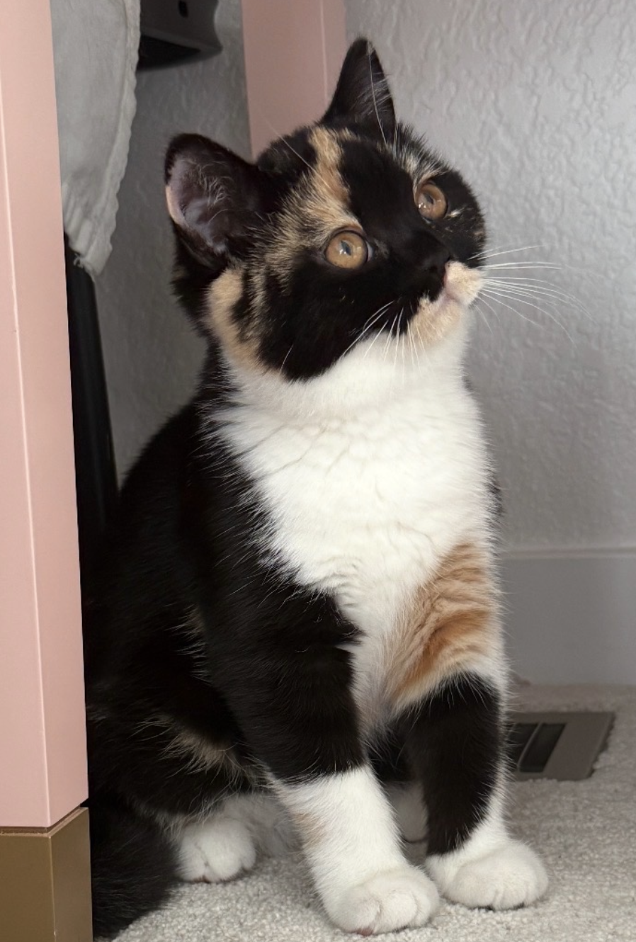 british shorthair calico kitten in colorado veterinarian raised