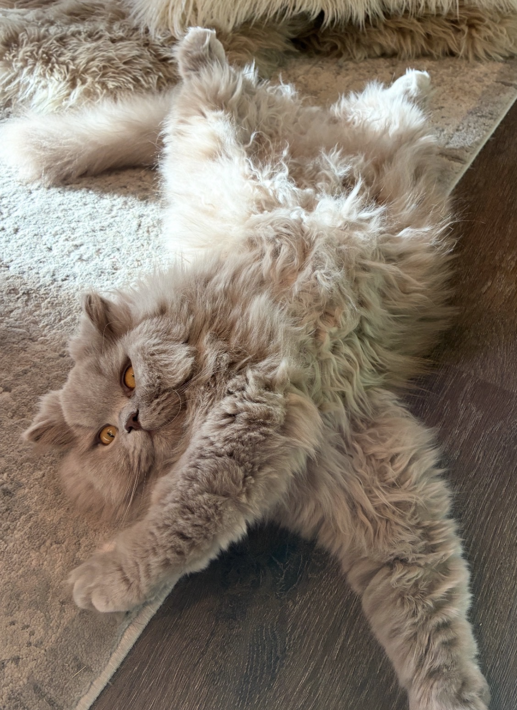 british longhair cattery cat