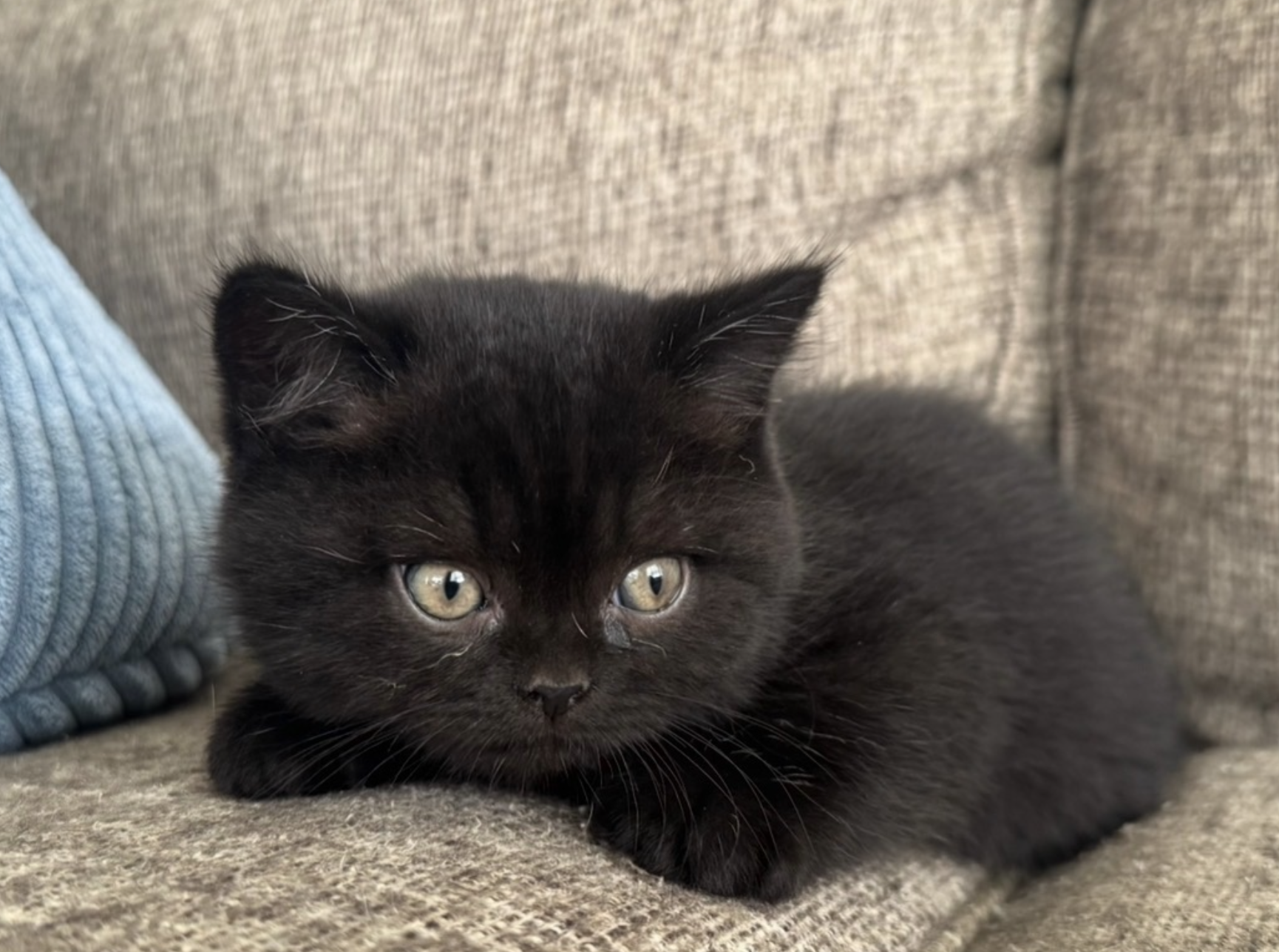 black BSH cat