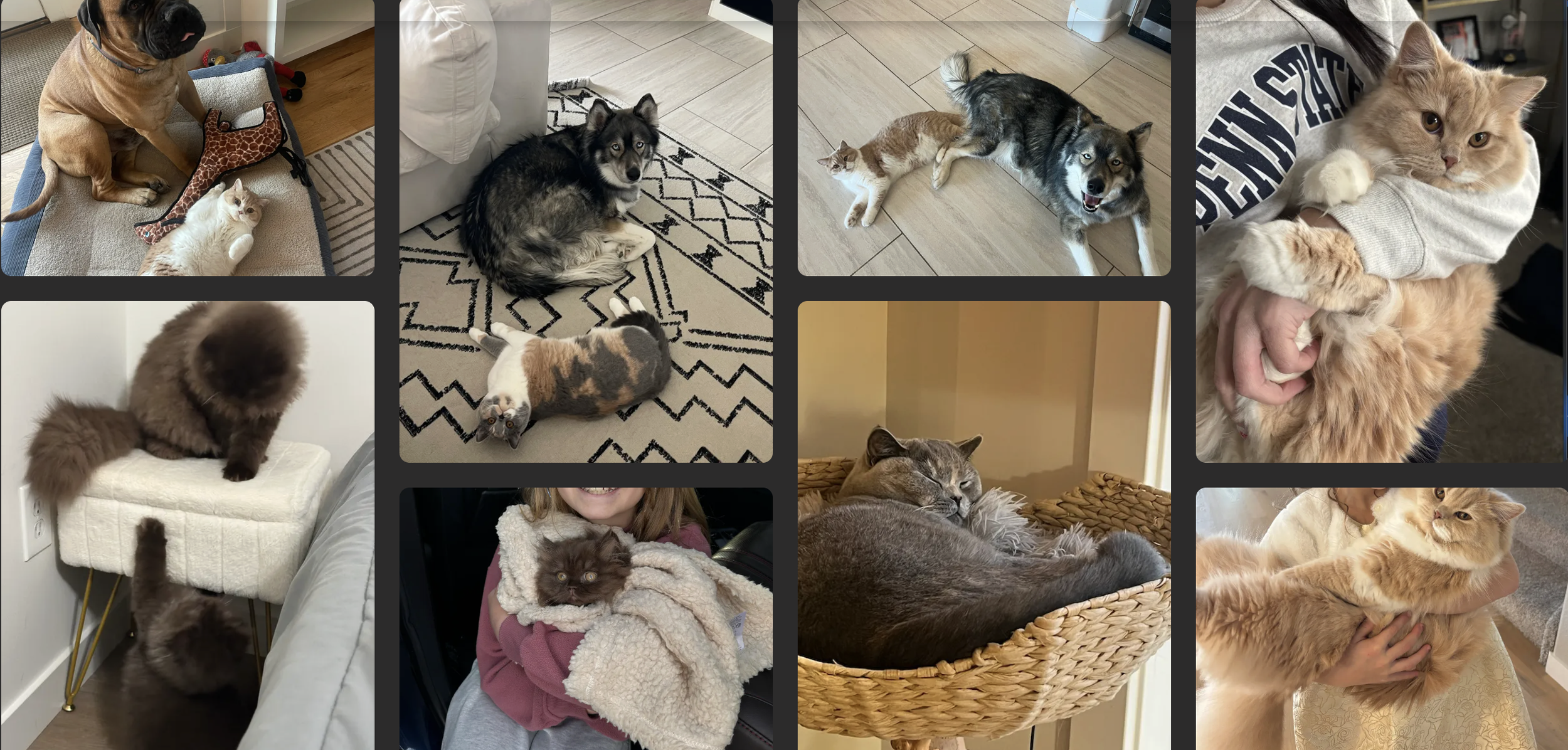 Multiple cats and dogs relaxing, playing, and cuddling indoors.