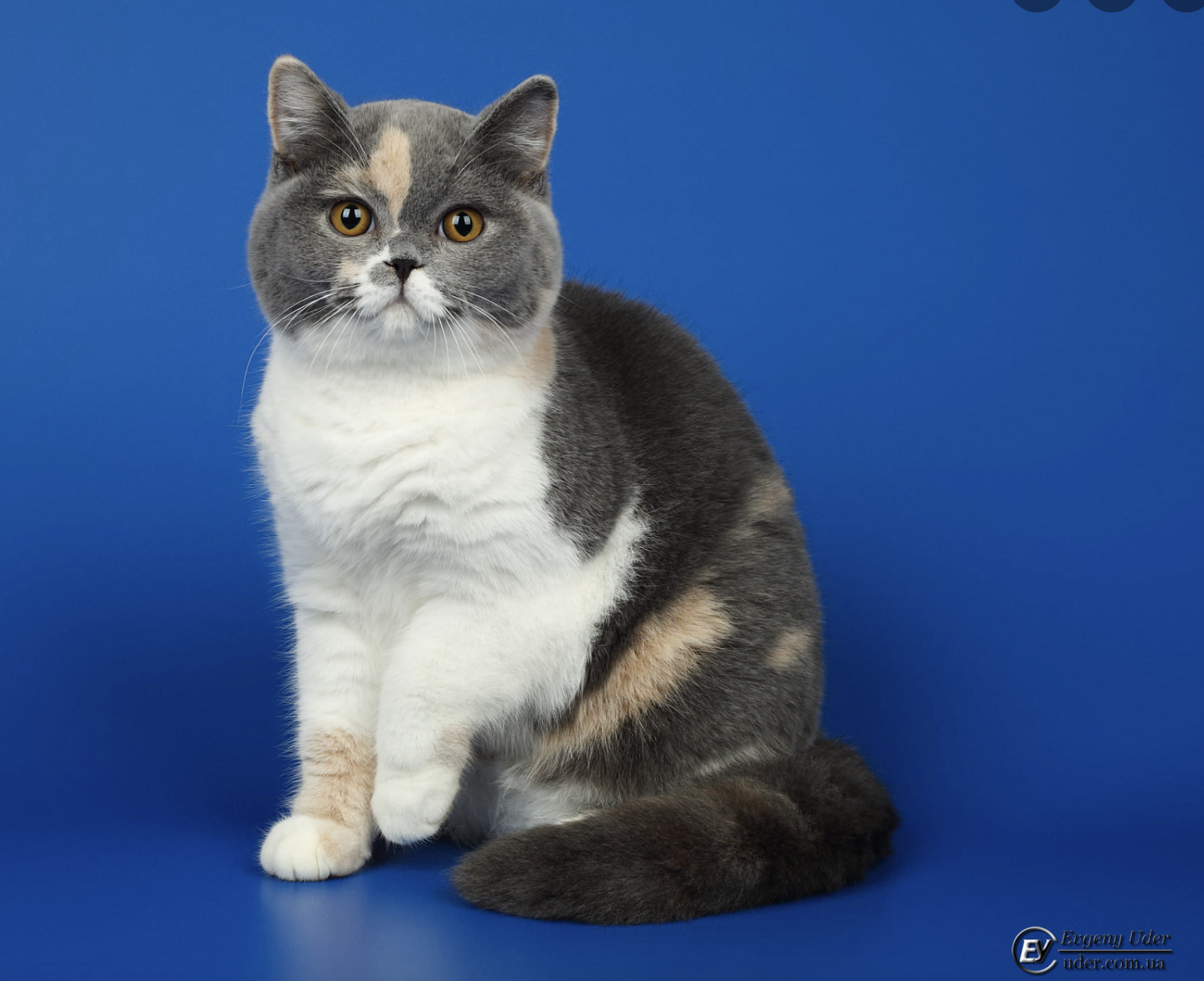british shorthair cat, tricolor, calico, in colorado