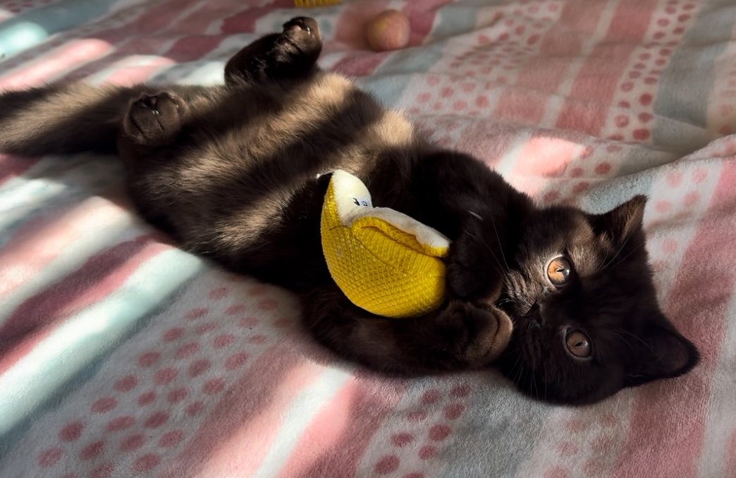 chocolate british shorthair kitten for sale