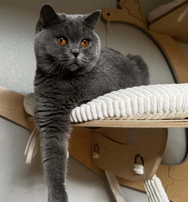 Big blue british shorthair cat in colorado