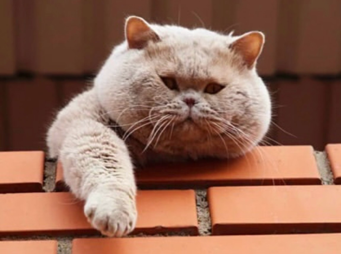 huge fawn british shorthair cat
