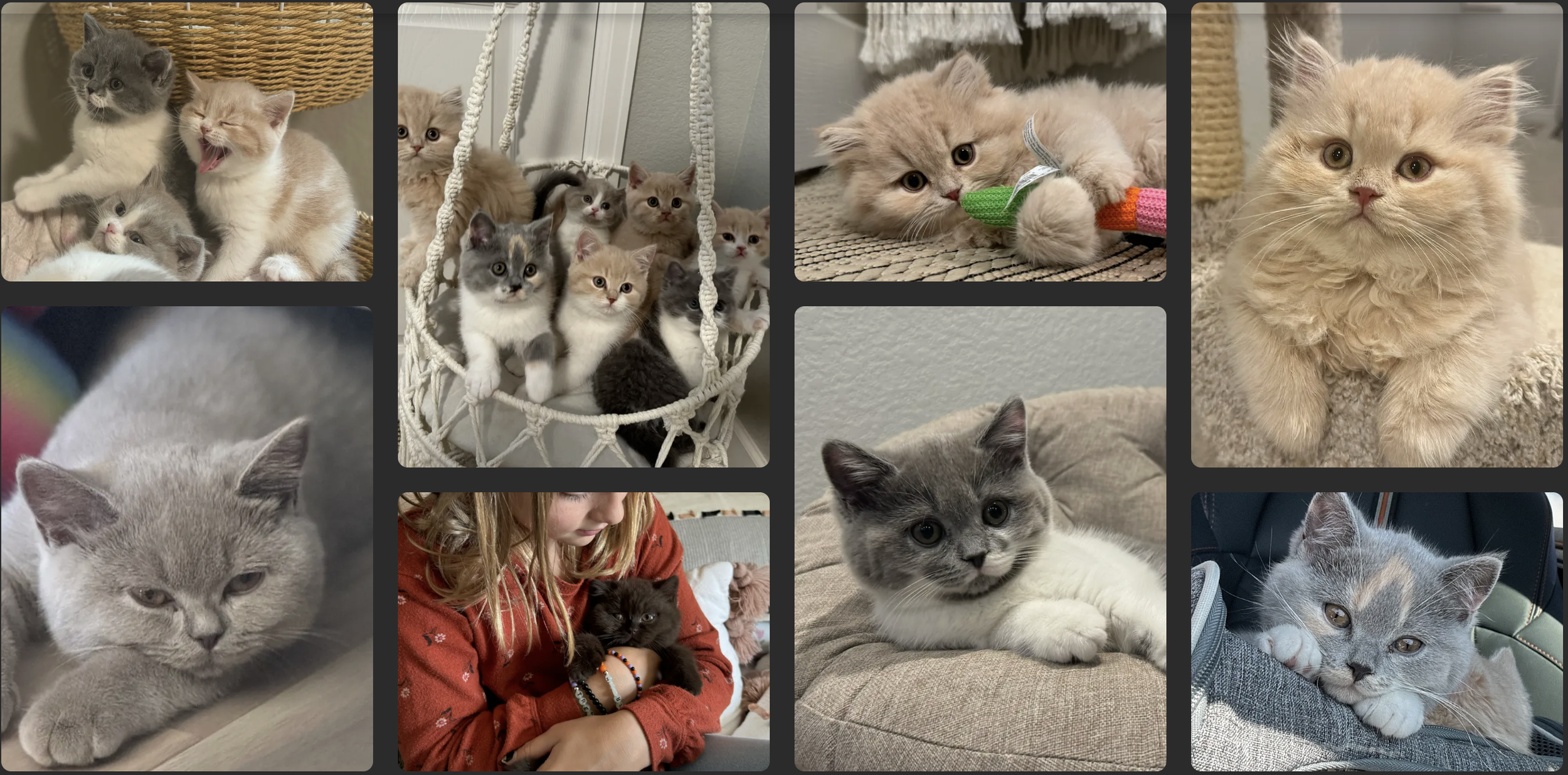 Multiple photos of kittens, including sleeping, playing, and being held by a person, with a few adult cats present.