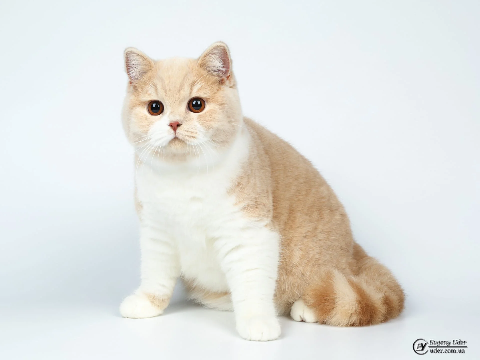cream british shorthair cat