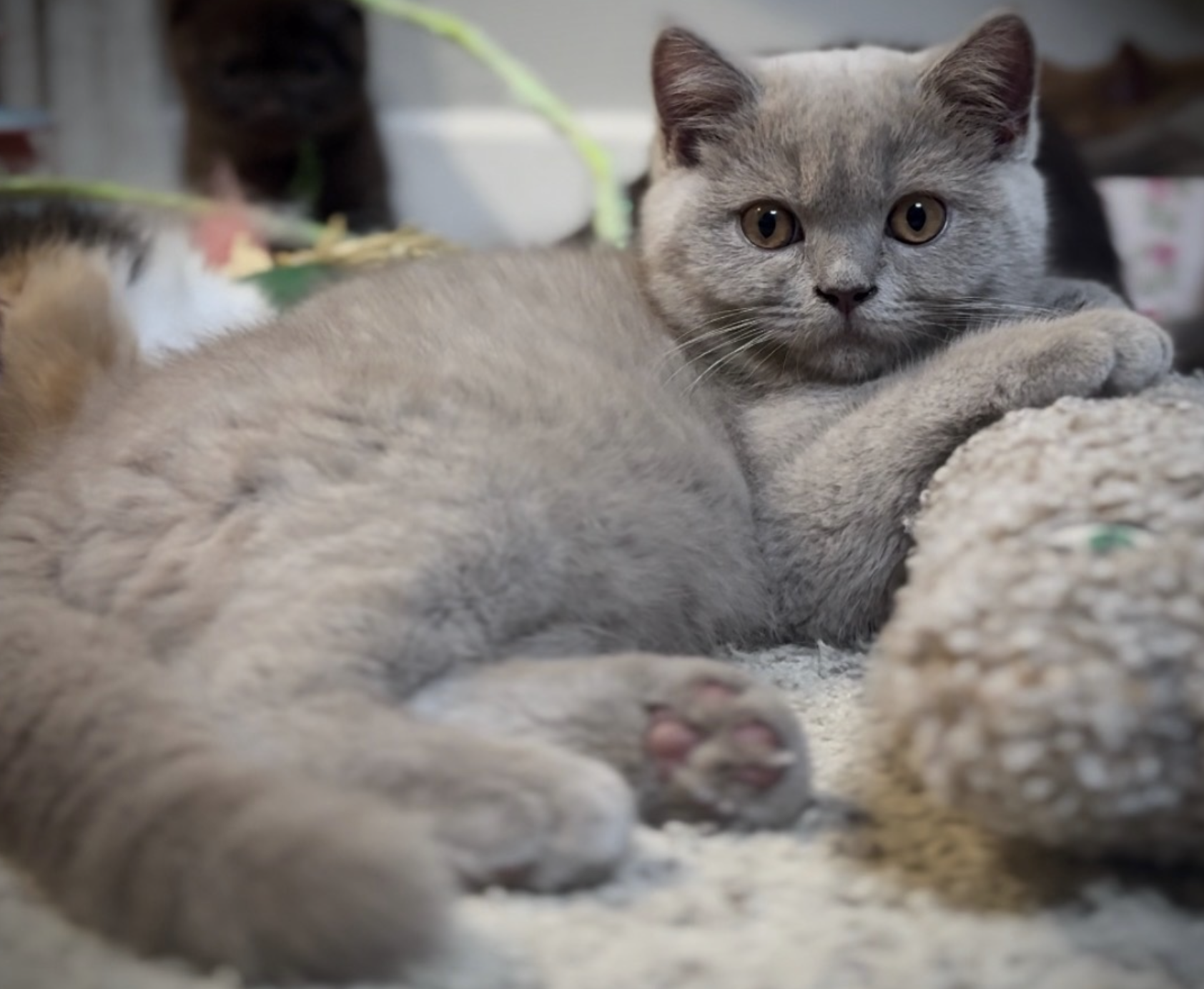 british shorthair lilac boy kitten in colorado