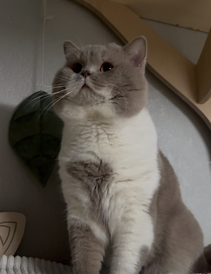 fawn and white british shorthair cat colorado