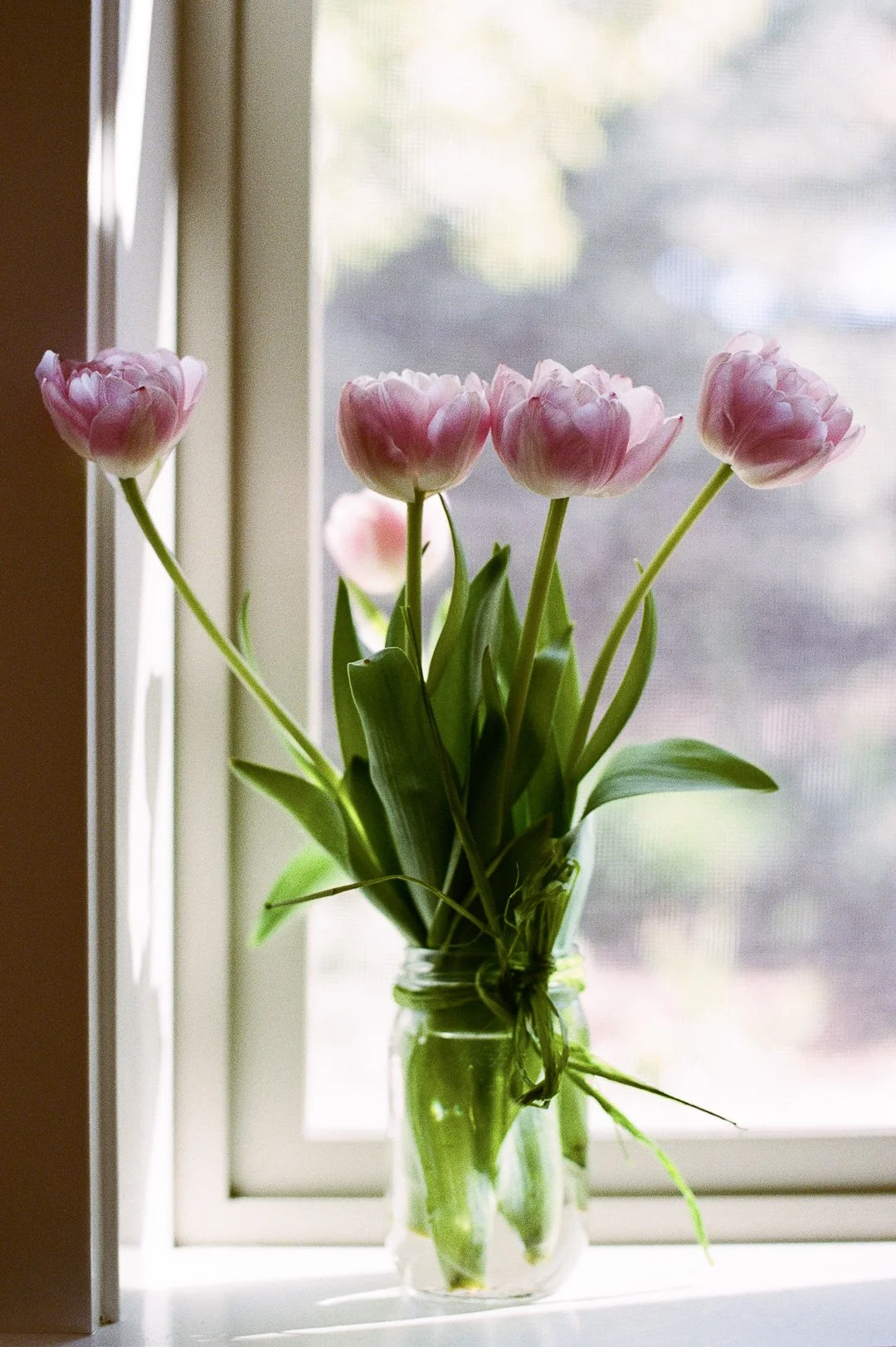 Pink tulips in a glass jar on a windowsill with a blurred outdoor background, by Bend, Oregon photographer Elise Souders.