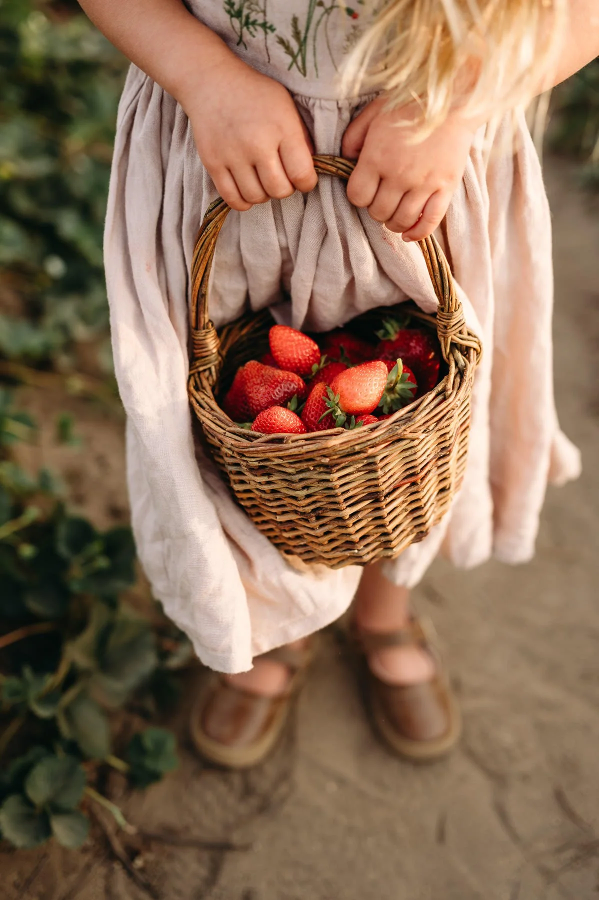 Authentic moment of child holding basket full of strawberries while with family, by Elise Souders, Bend, Oregon photographer