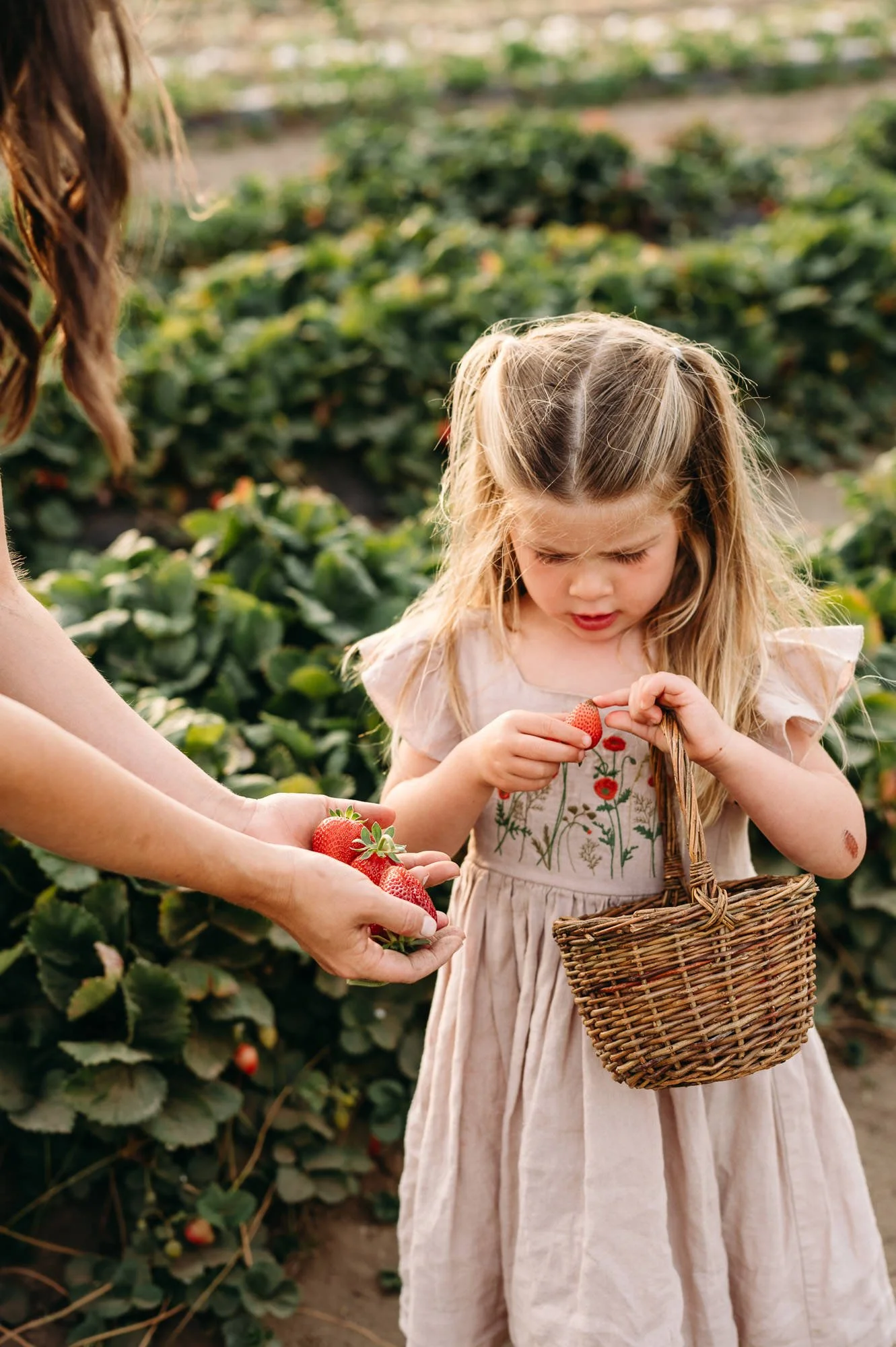 Child in pink dress picking strawberries from summer fields, documentary photo by Bend Oregon photographer Elise Souders.