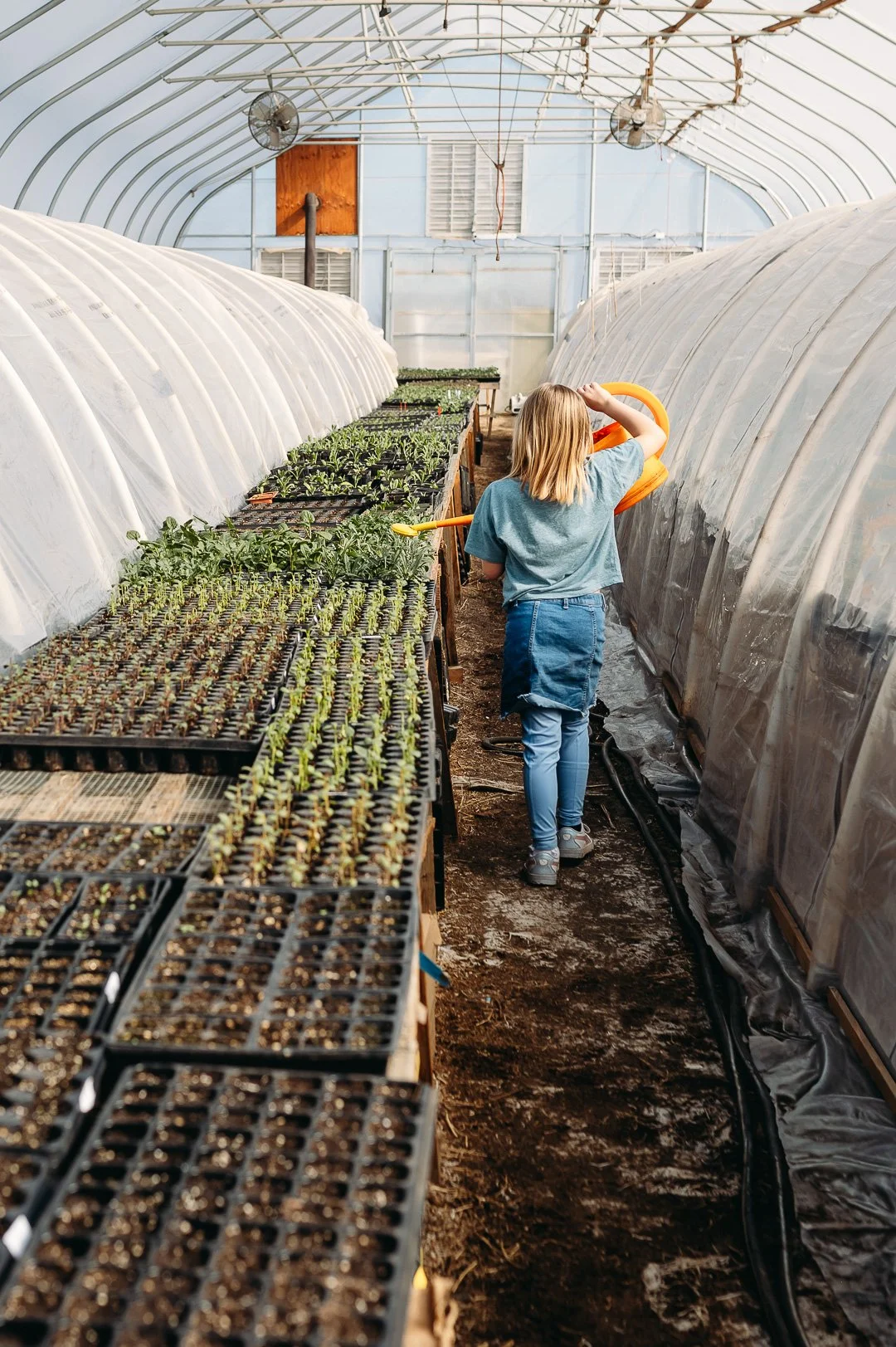 A young girl waters seedlings inside a greenhouse with rows of young plants and plastic-covered tunnels on each side.