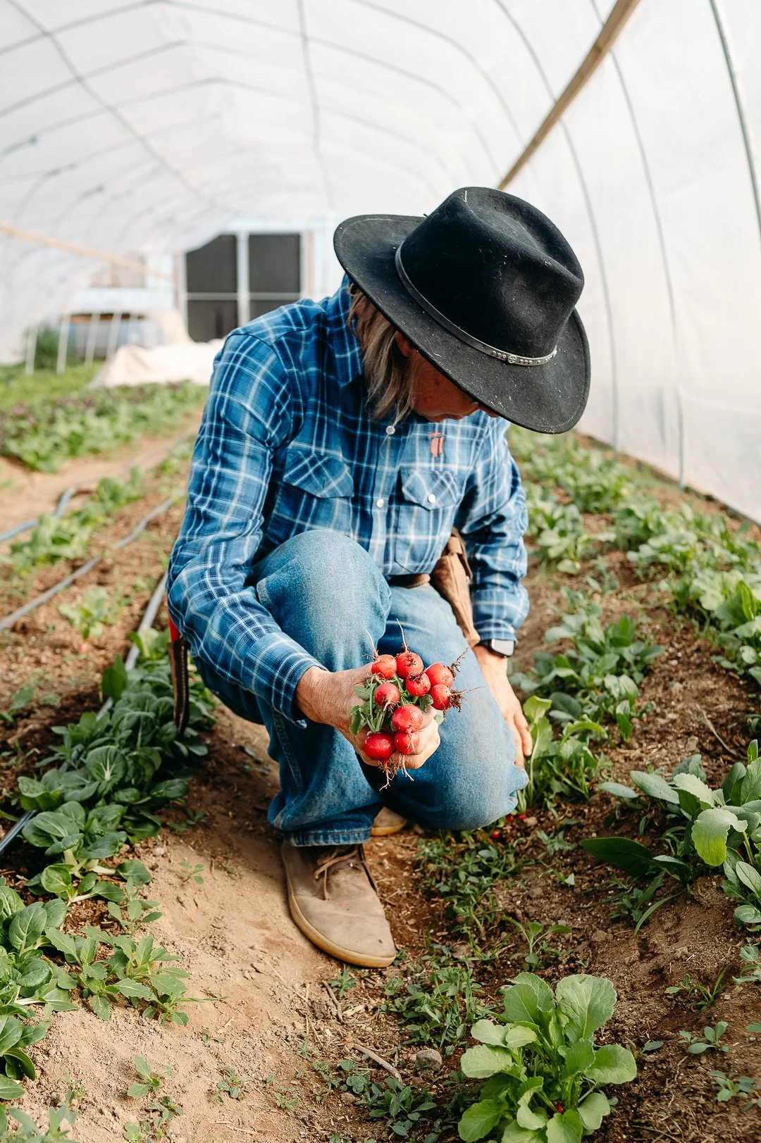 A farmer crouching in a greenhouse holding a bunch of red radishes. The farmer is wearing a black wide-brimmed hat, a blue plaid shirt, and jeans in Tumalo, Oregon branding photoshoot