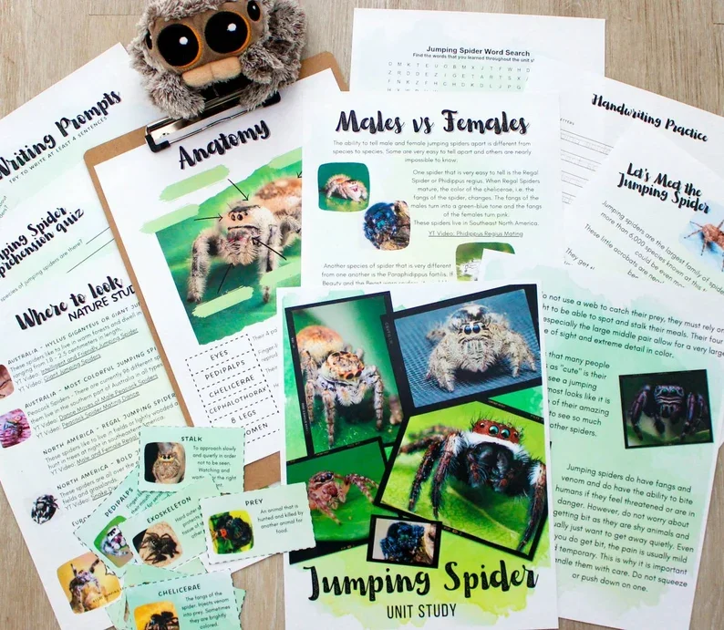 Jumping Spiders Unit Study