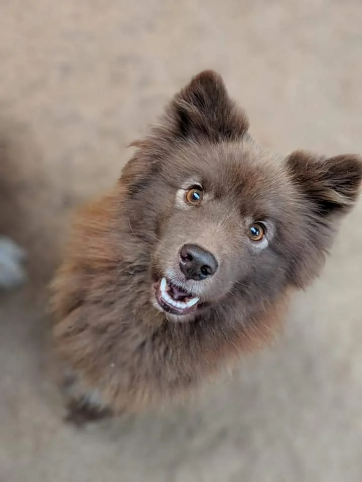 A brown fluffy dog looking up at the camera with an open mouth, showing teeth, in a neutral setting.