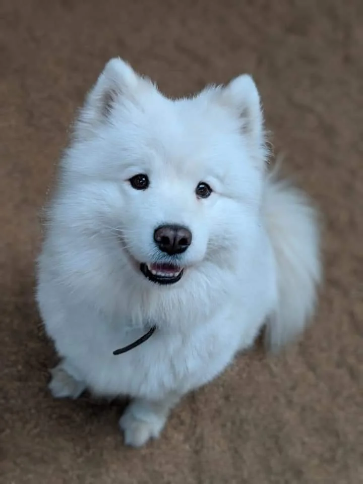 A cute, fluffy white dog with a friendly expression, sitting on a brown surface.