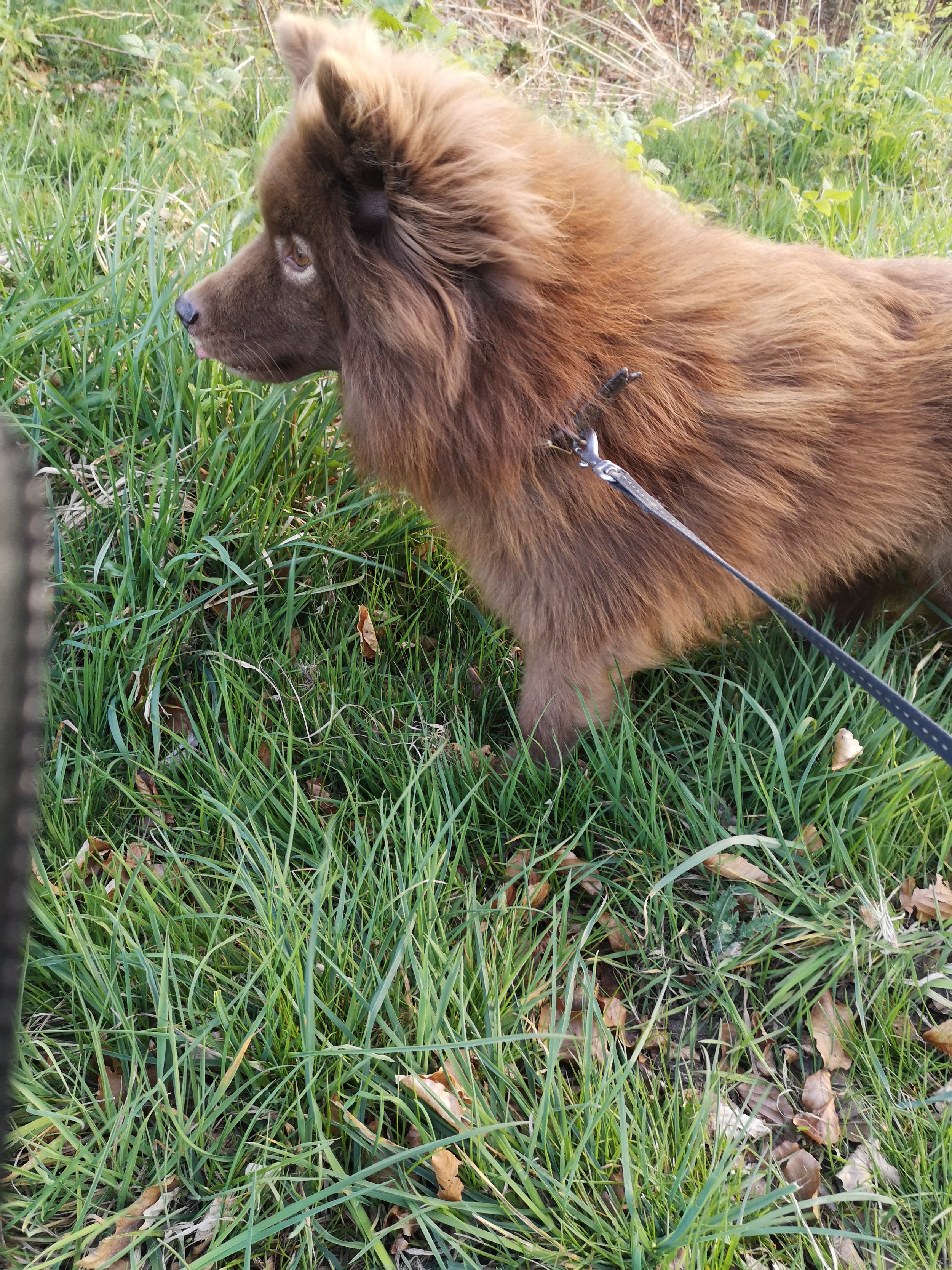 A brown dog with a long fluffy mane on a leash standing in tall green grass surrounded by dry leaves and plants.