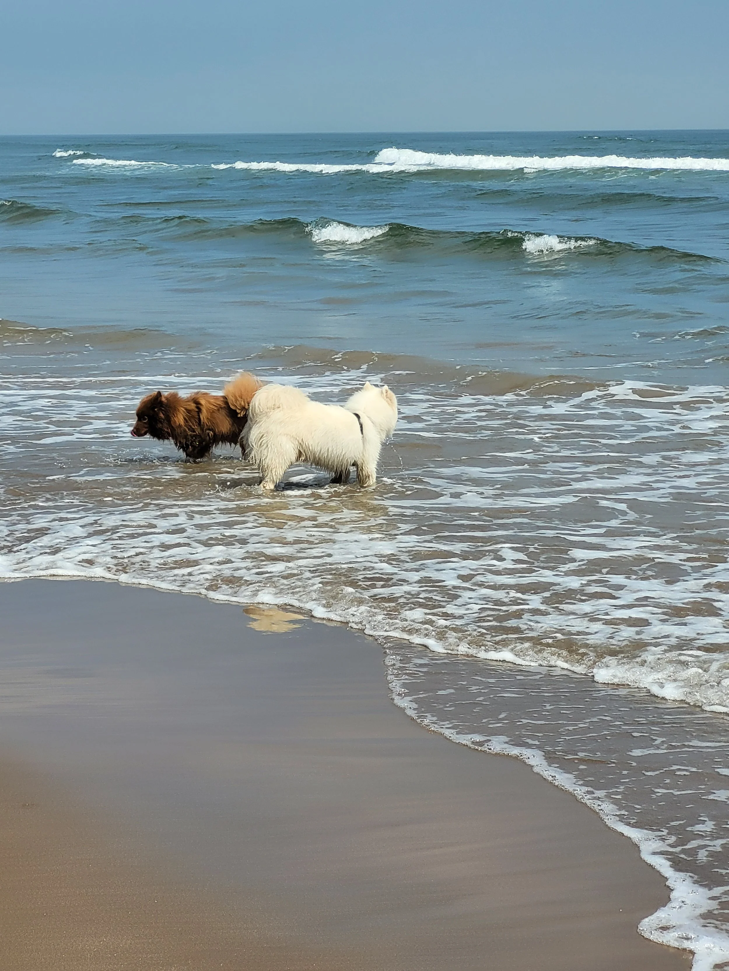 Two dogs playing in shallow ocean water at the beach with waves in the background.