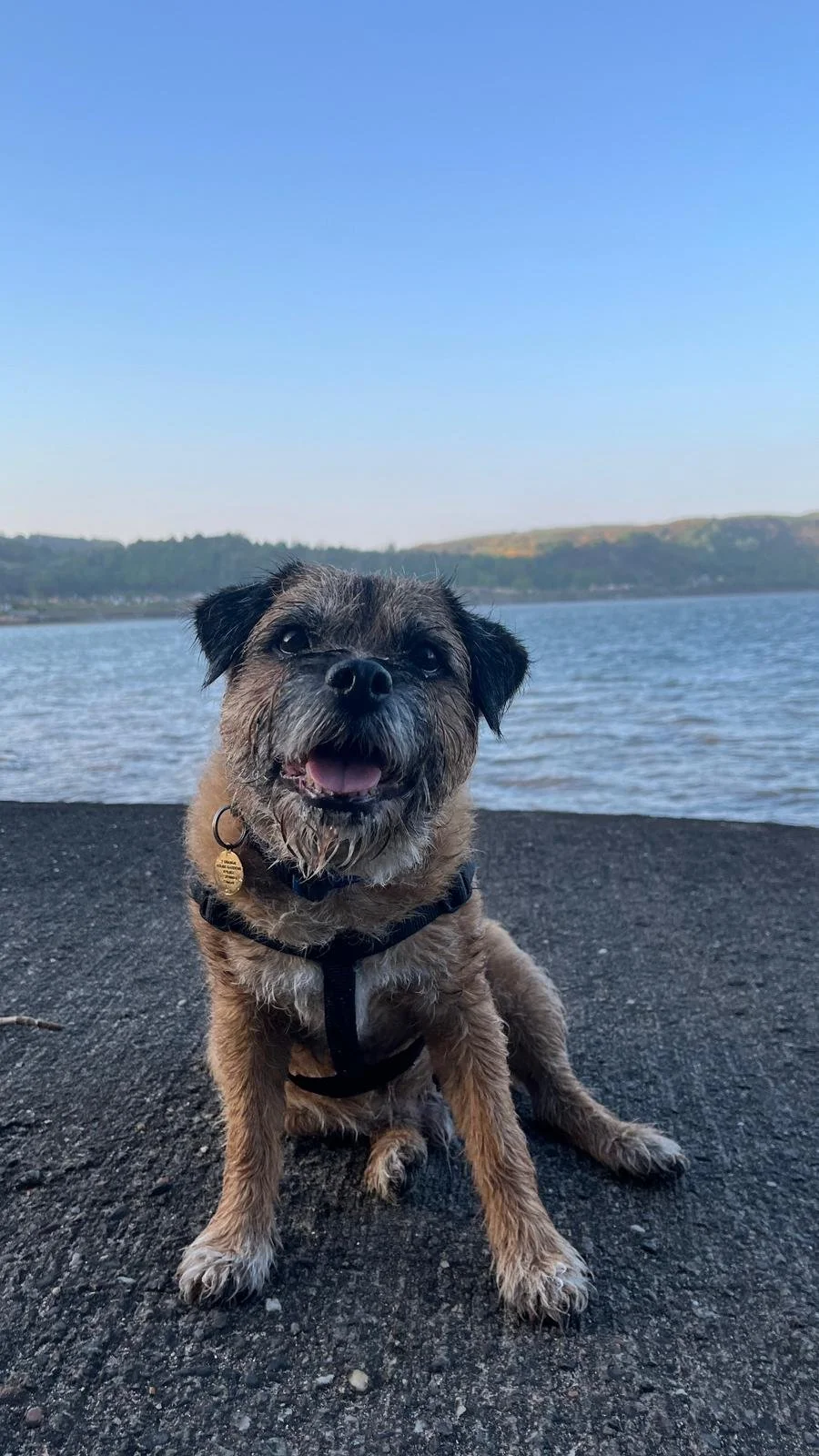 A small, scruffy dog sitting on a paved surface near a body of water, with hills in the background and a clear blue sky.