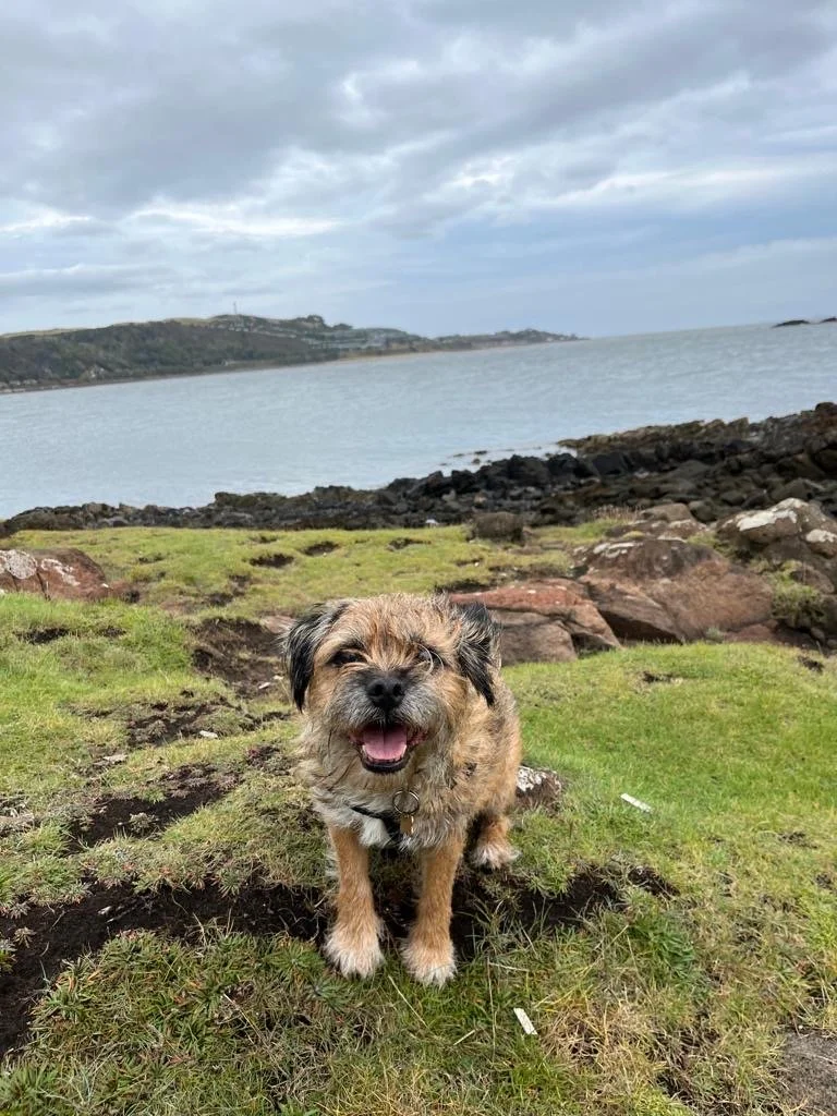 A happy small dog with scruffy fur standing on grass near a rocky shoreline with water and distant land in the background under cloudy skies.