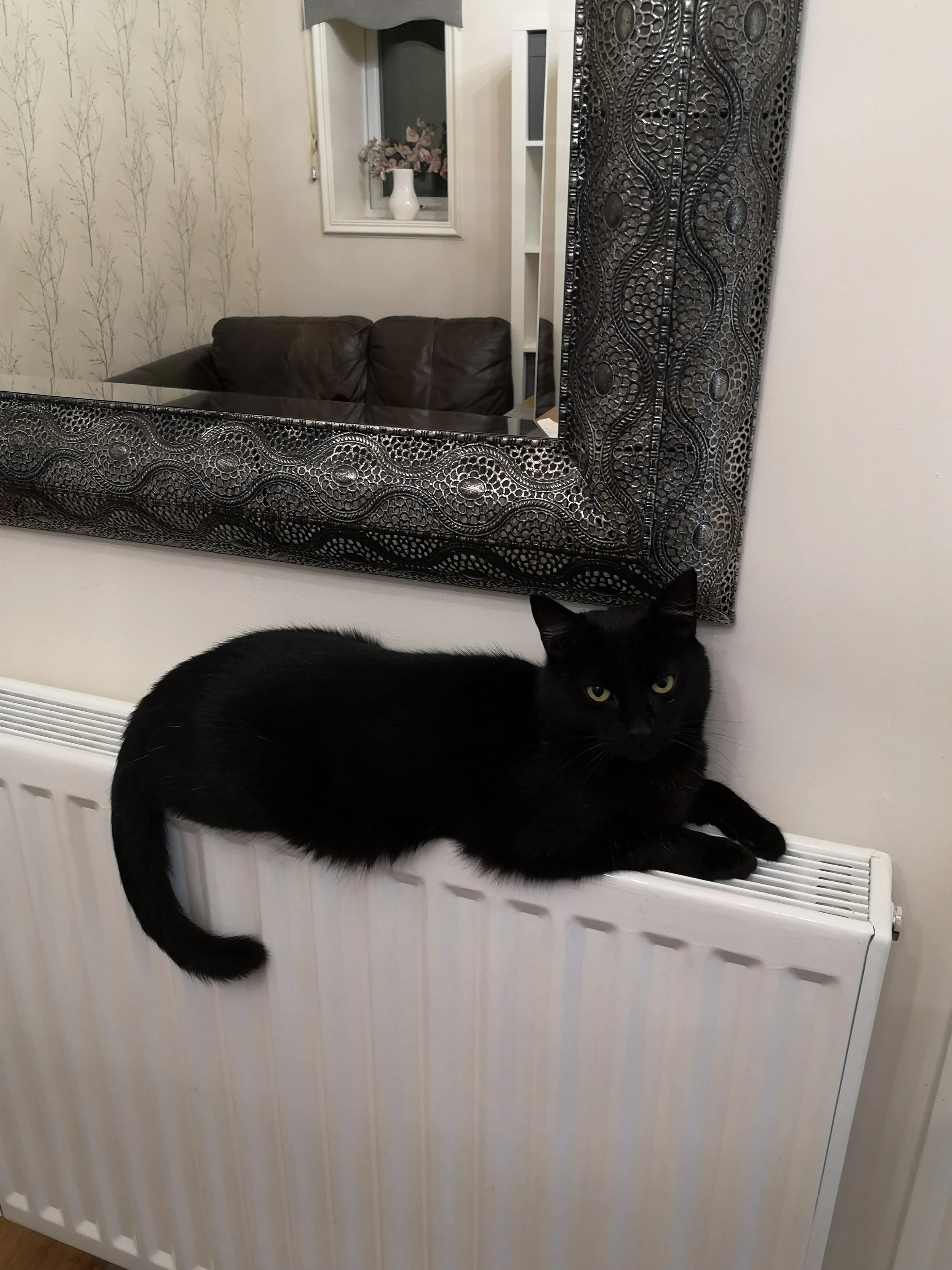 A black cat lying on a white radiator below a large decorative mirror with an ornate black border, reflecting a section of a room with a white window frame, a vase with pink flowers, and a leather couch.