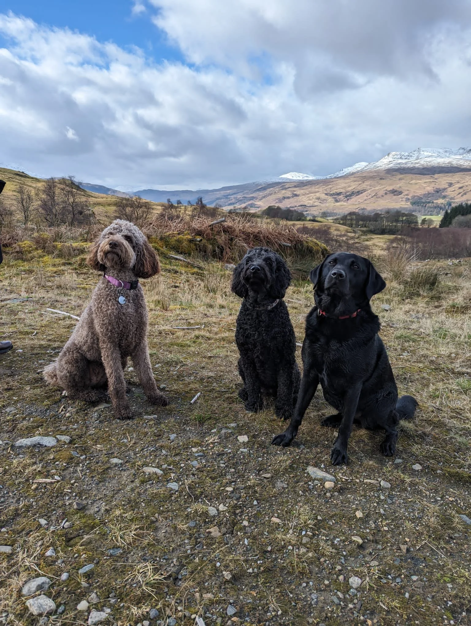 Three dogs sitting on a grassy, rocky field with mountains and cloudy sky in the background.