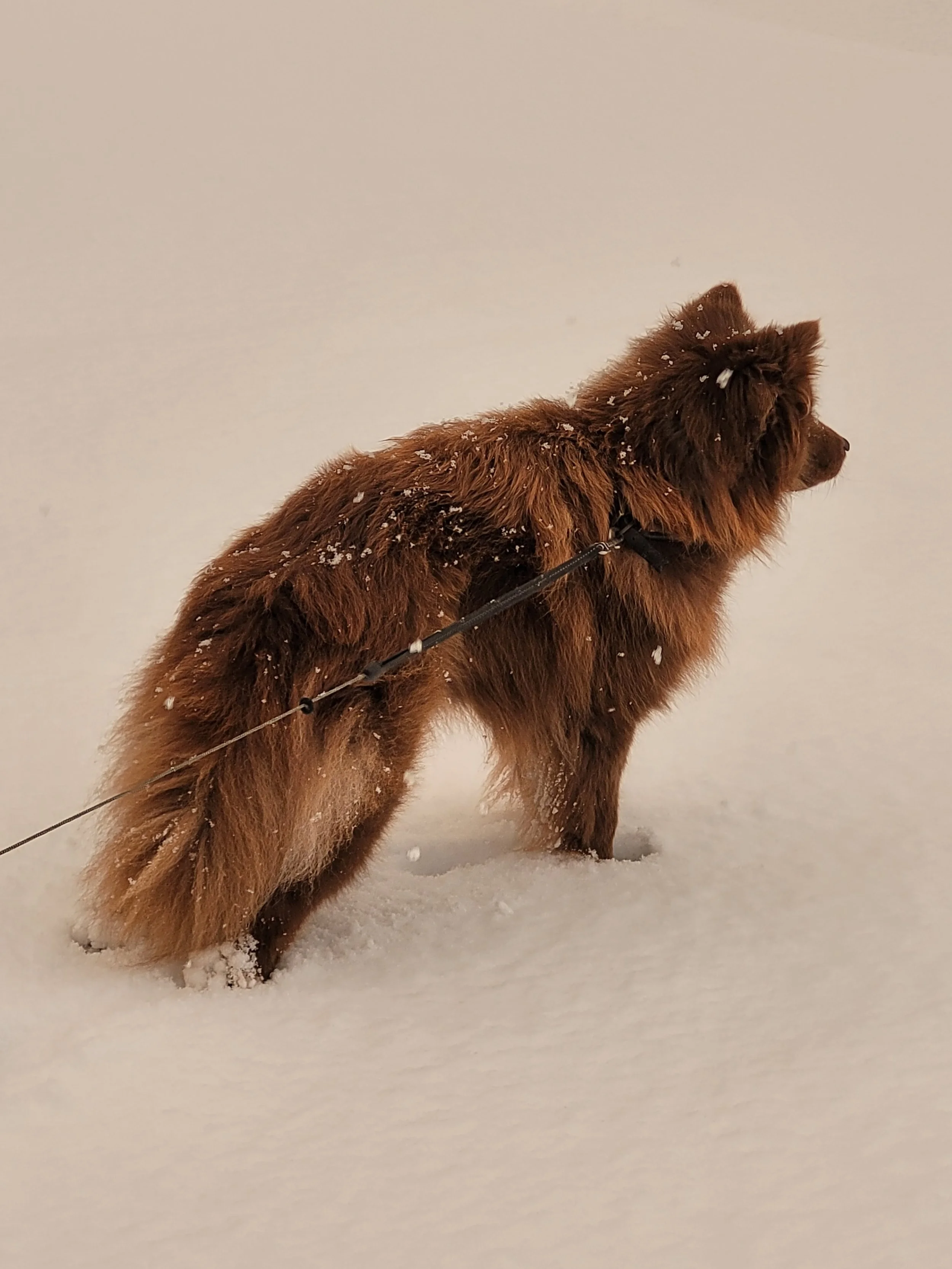 A large brown dog standing in snow, facing to the right, with snow on its fur and a leash attached.