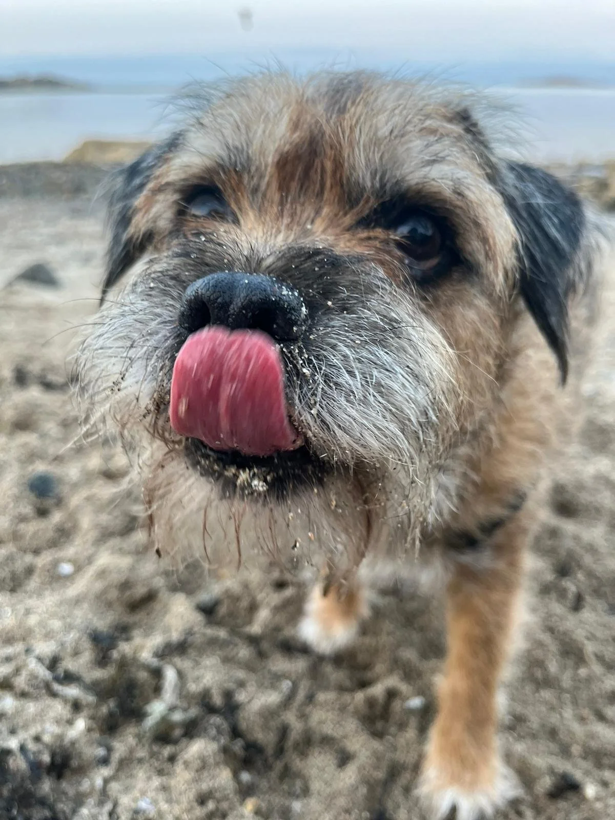 A small, fluffy dog on a sandy beach with its tongue out, close-up of its face.