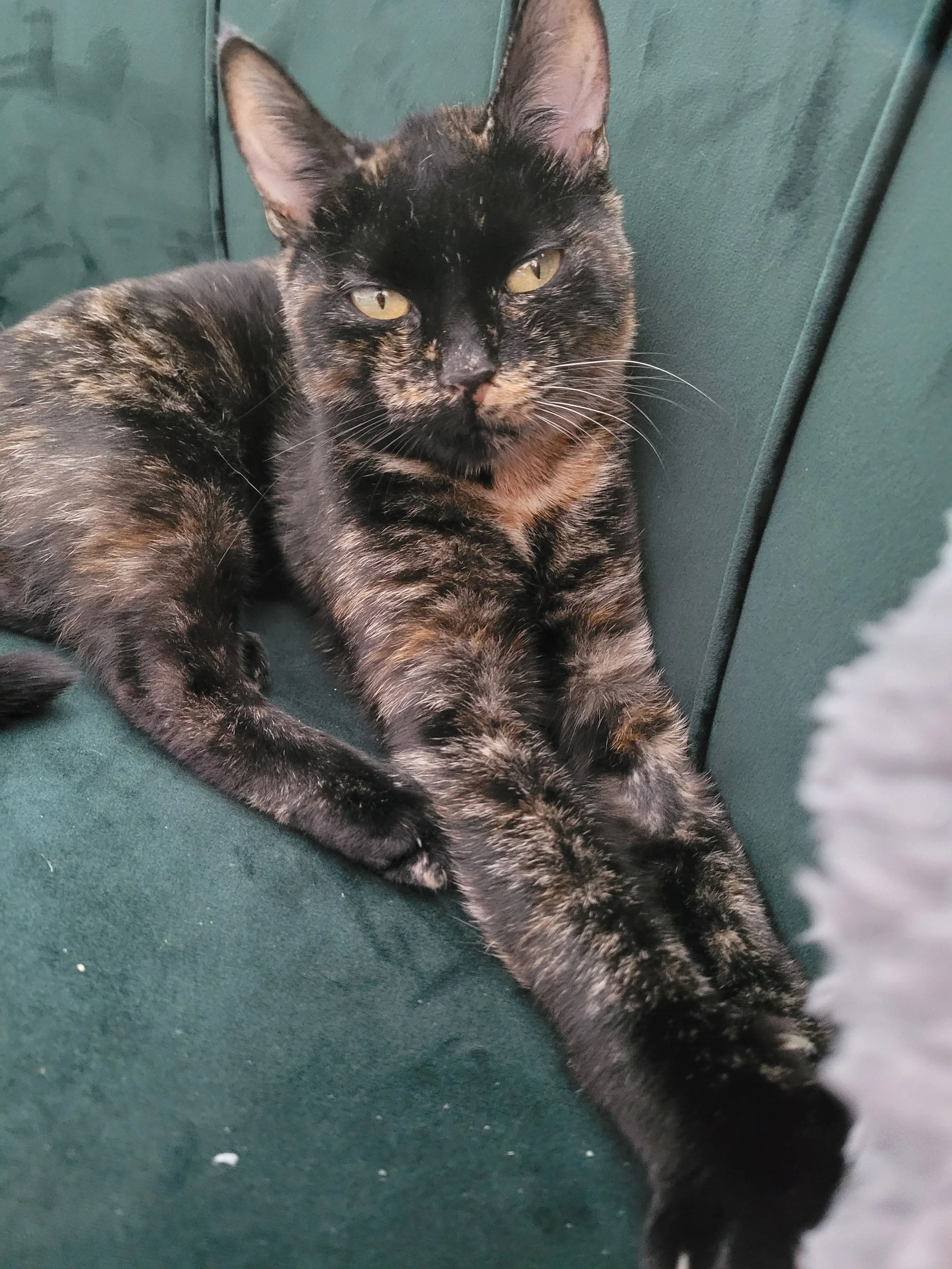 A black and orange tortoiseshell cat lying on a green surface, looking at the camera with yellow eyes.