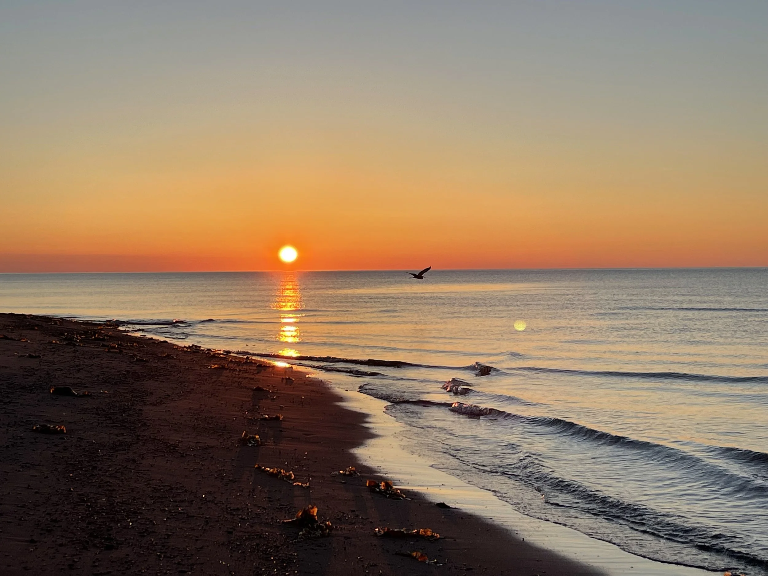 Coucher de soleil sur la mer avec un oiseau volant, plage avec des rochers et sable, ciel orange et pastel.