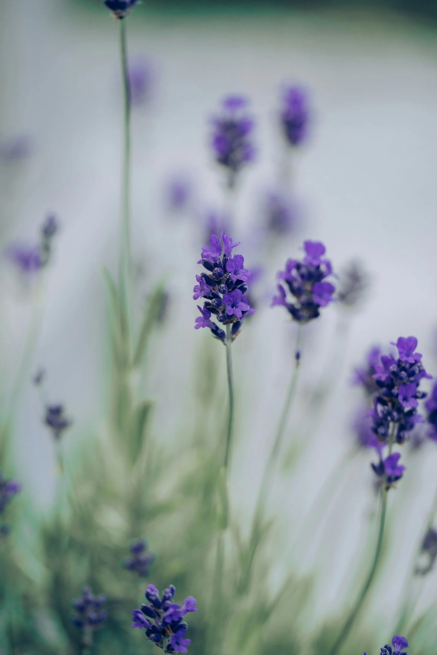 Semi blurry image of lavender flowers, butterfly on it, outside with words over saying helping brands move fast and stay agile.