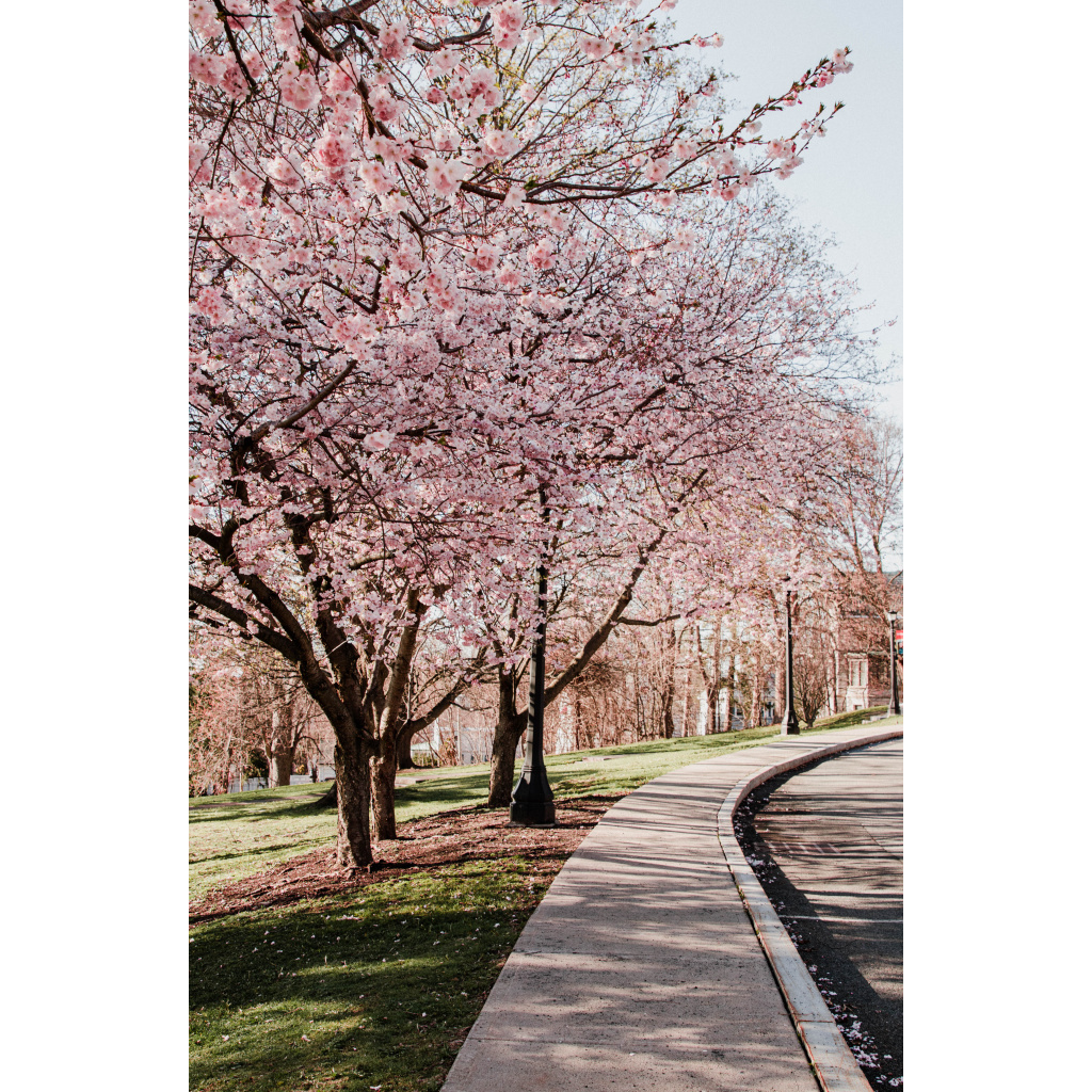 Cherry Blossoms