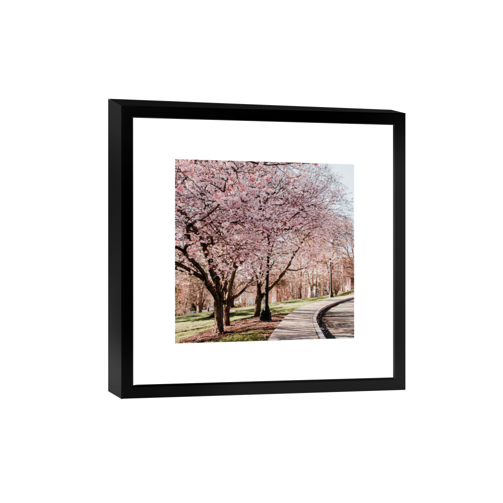 Cherry Blossoms