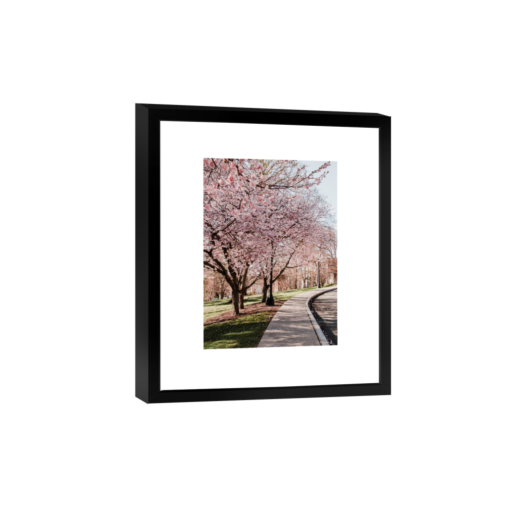 Cherry Blossoms